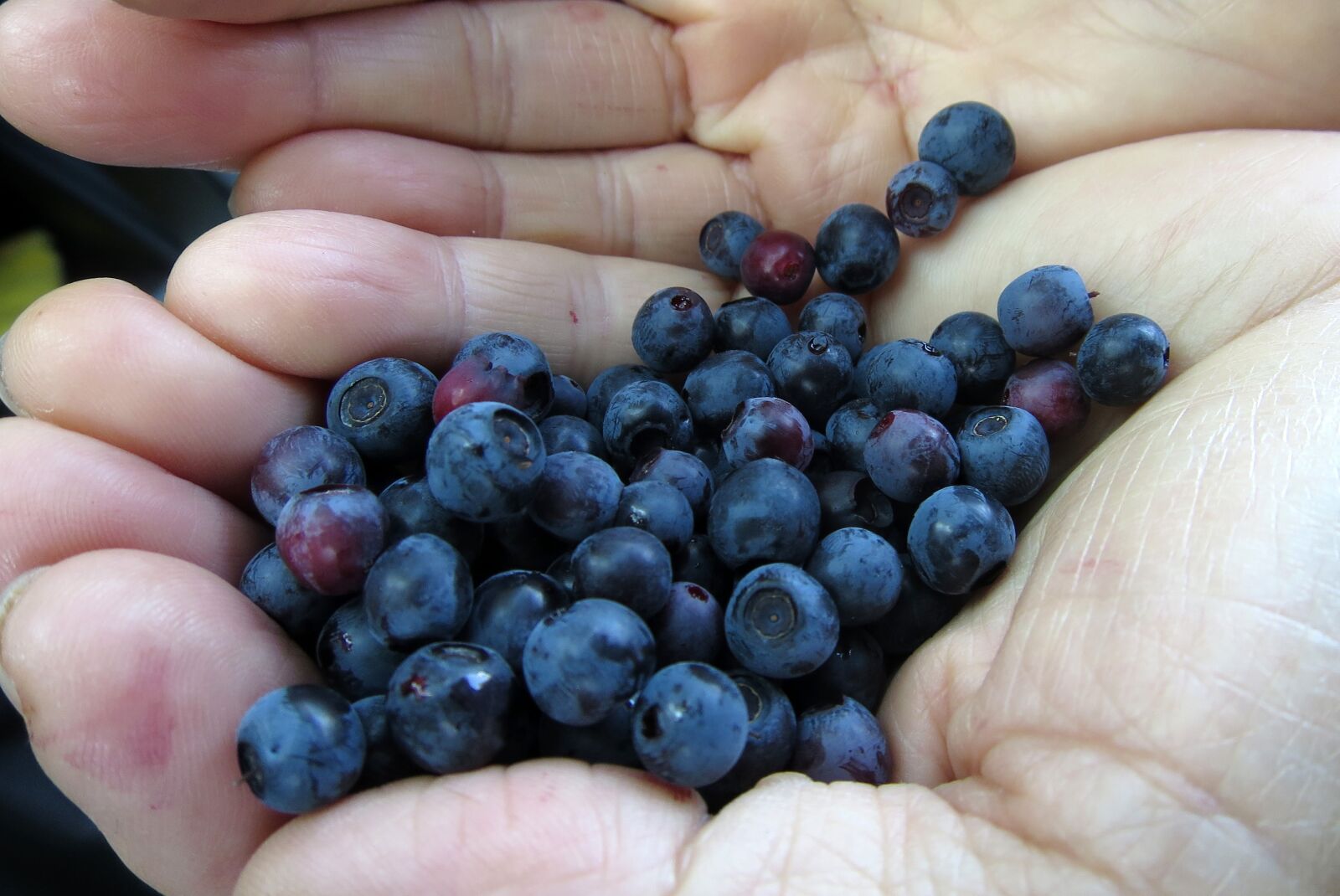 Canon PowerShot S120 sample photo. Blueberry, nature, bio photography