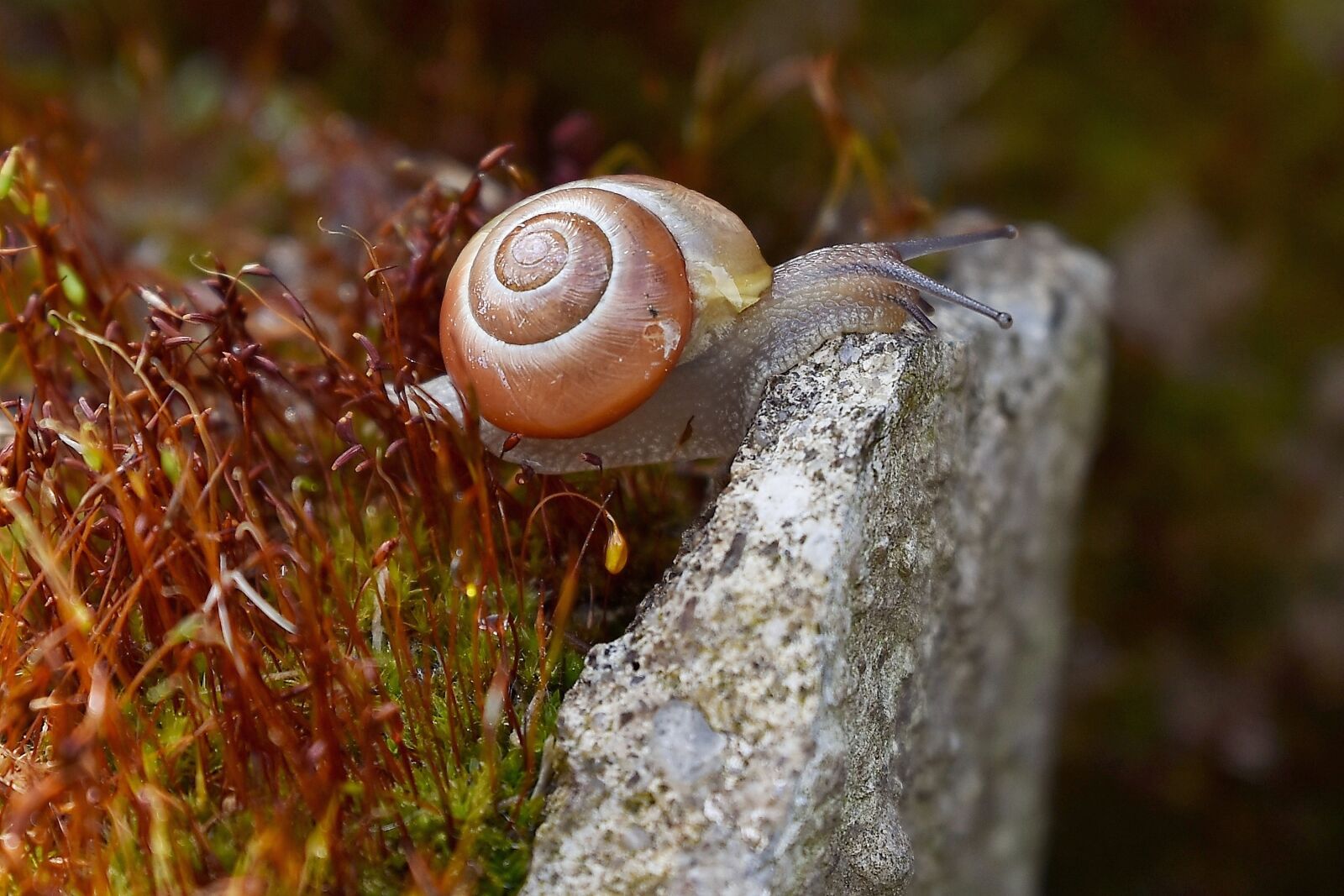 Nikon D7200 sample photo. Worm, garden, conch photography