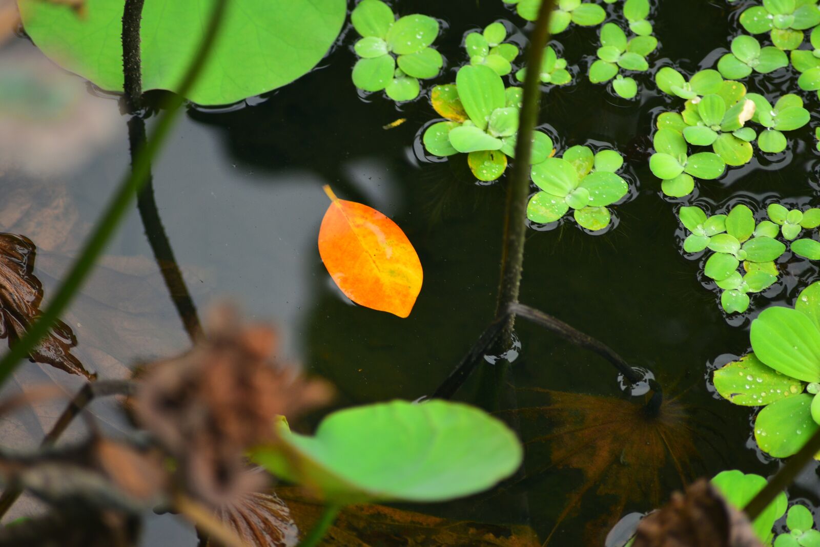 Nikon D750 sample photo. The leaves, pool, lake photography