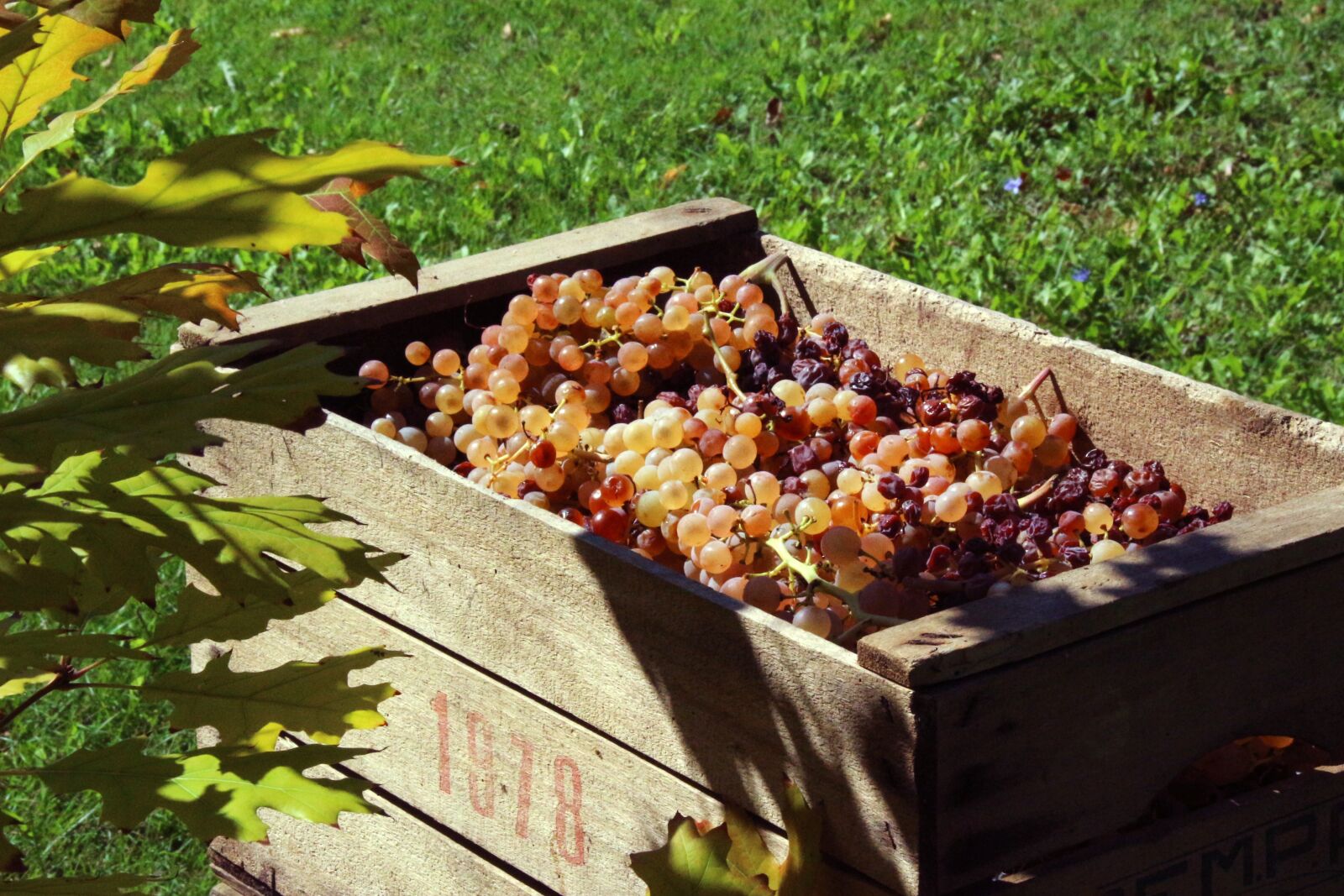 Canon EOS 100D (EOS Rebel SL1 / EOS Kiss X7) sample photo. Vintage, grapes, autumn photography