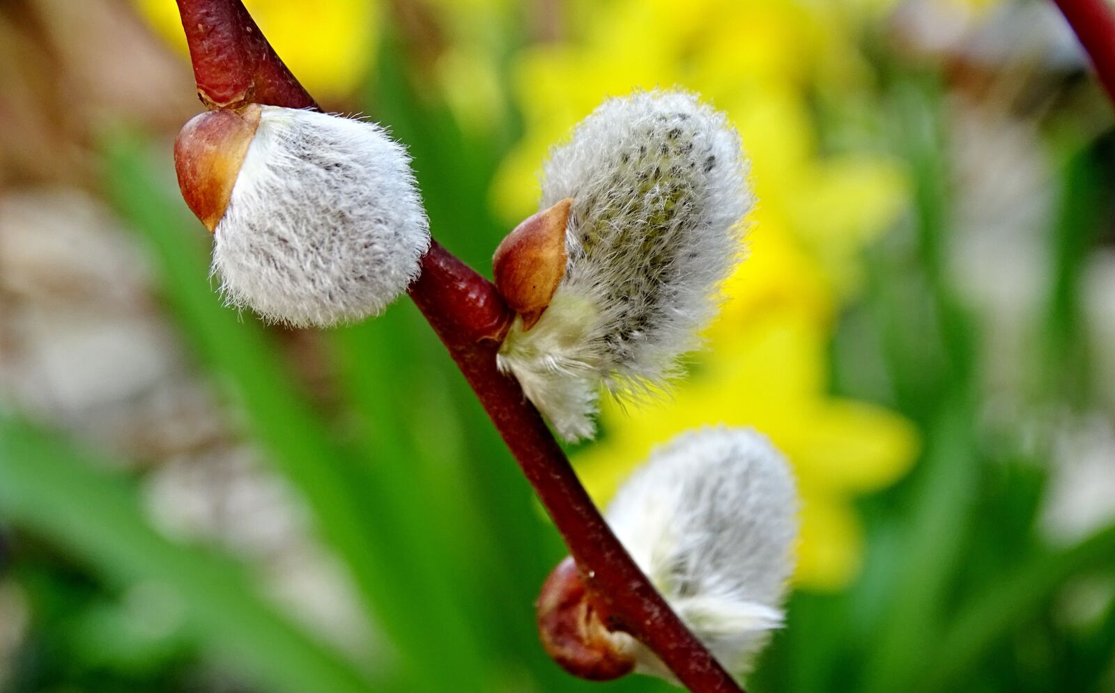 Sony Cyber-shot DSC-HX400V sample photo. Willow catkin, pasture, branch photography