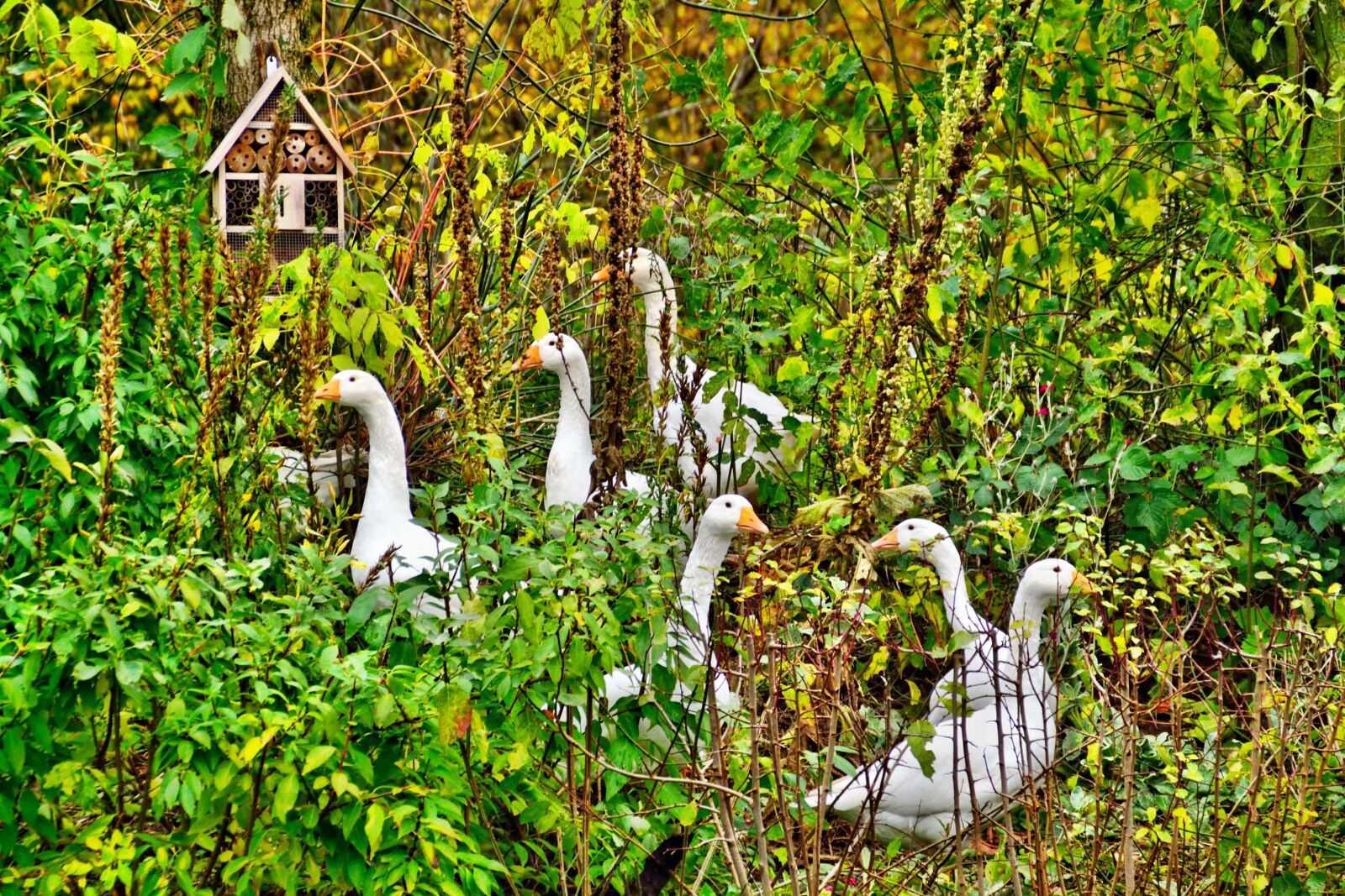 Nikon D3100 sample photo. Geese group, nature, summer photography