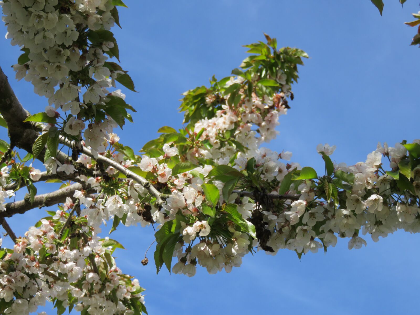 Canon PowerShot SX710 HS sample photo. Cherry, tree, spring photography