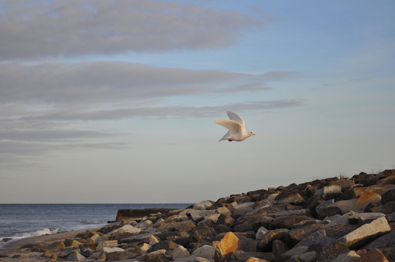 Nikon D5000 sample photo. Dove, baltic sea, beach photography