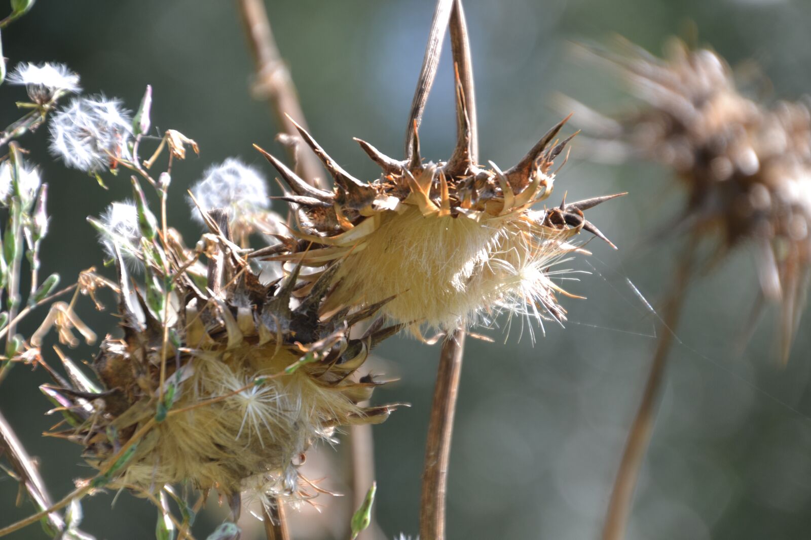 Nikon D3100 sample photo. Thistles, thistle flower, blossom photography