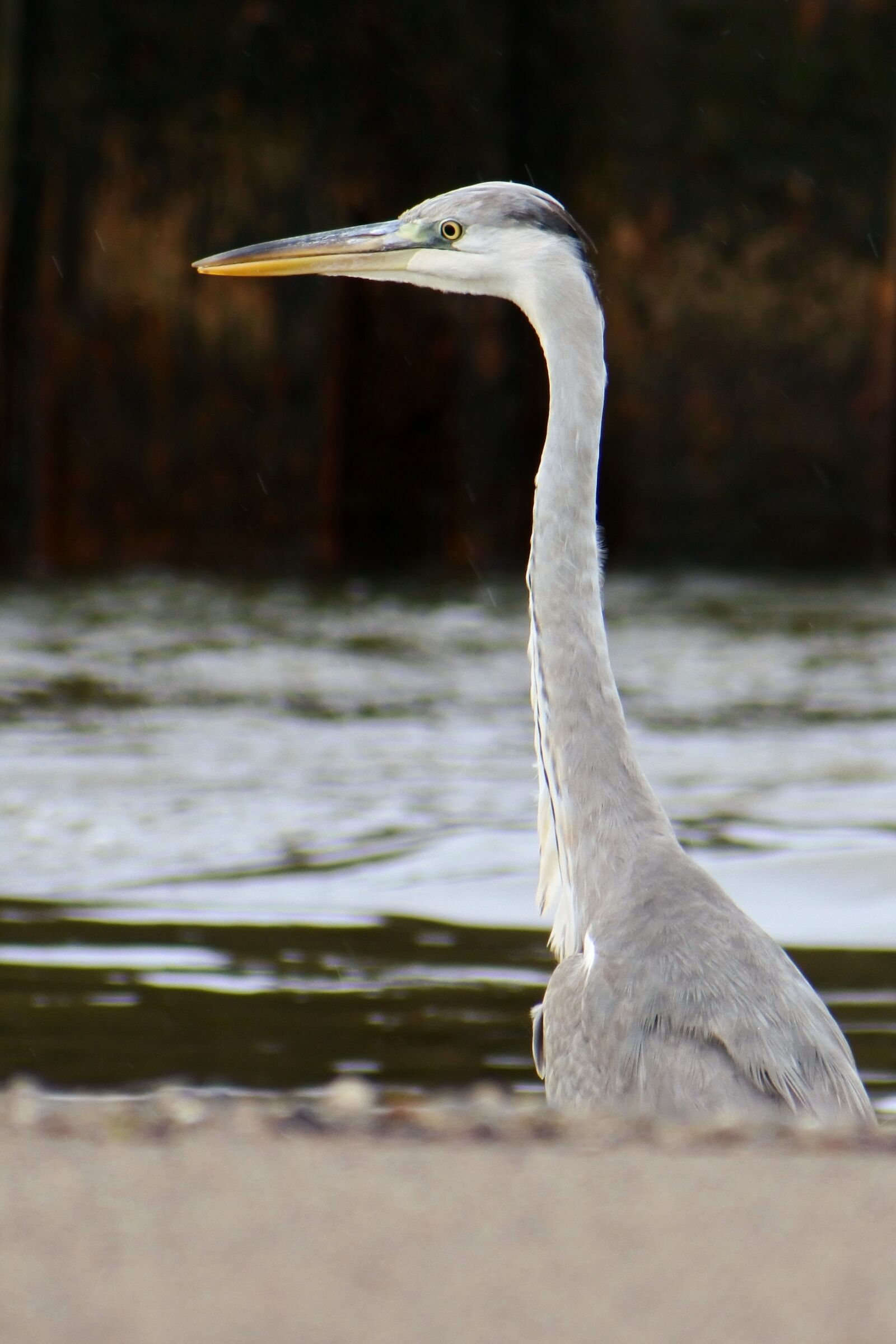 VR 70-300mm f/4.5-6.3G sample photo. Animal, sea, river photography