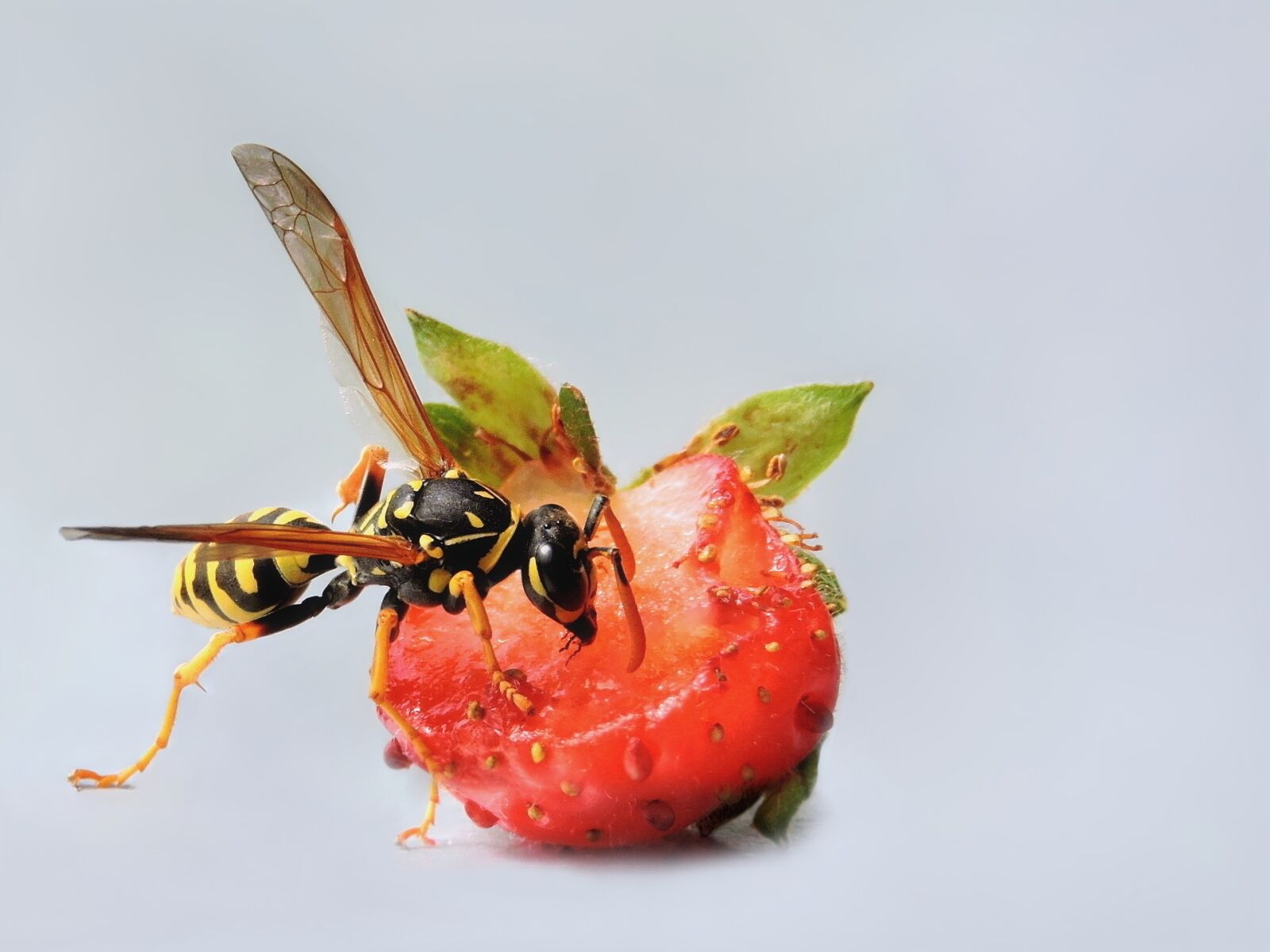 Nikon Coolpix P600 sample photo. Field wasp, wasp, hymenoptera photography