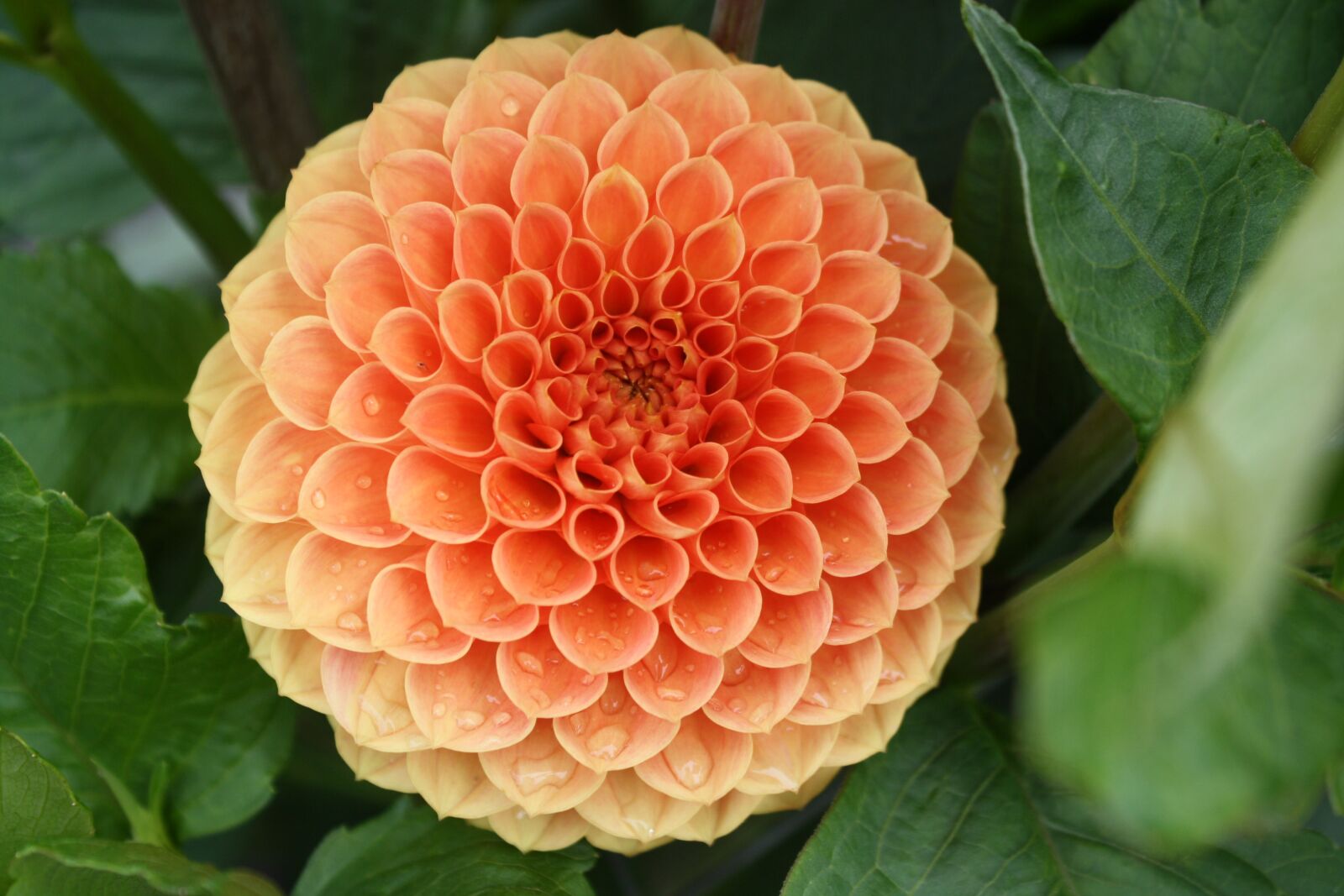 Canon EOS 1000D (EOS Digital Rebel XS / EOS Kiss F) sample photo. Flower, dahlia, bloom photography