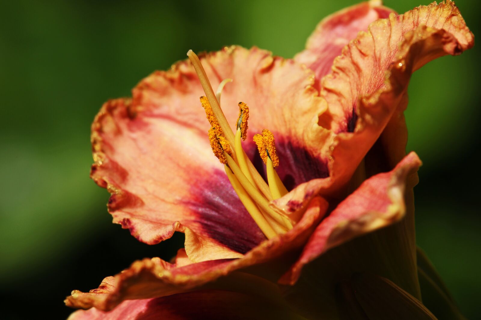 Canon EF-S 55-250mm F4-5.6 IS STM sample photo. Daylily, lilies, edible flowers photography