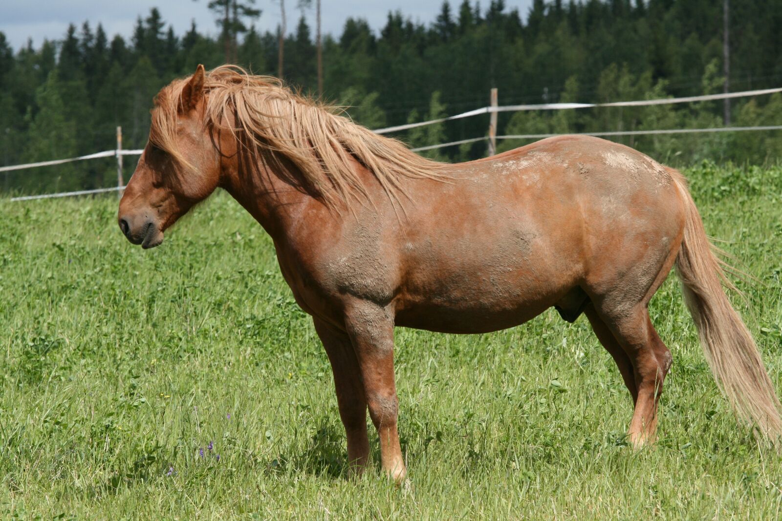 Canon EOS 400D (EOS Digital Rebel XTi / EOS Kiss Digital X) sample photo. Summer, brown horse, at photography