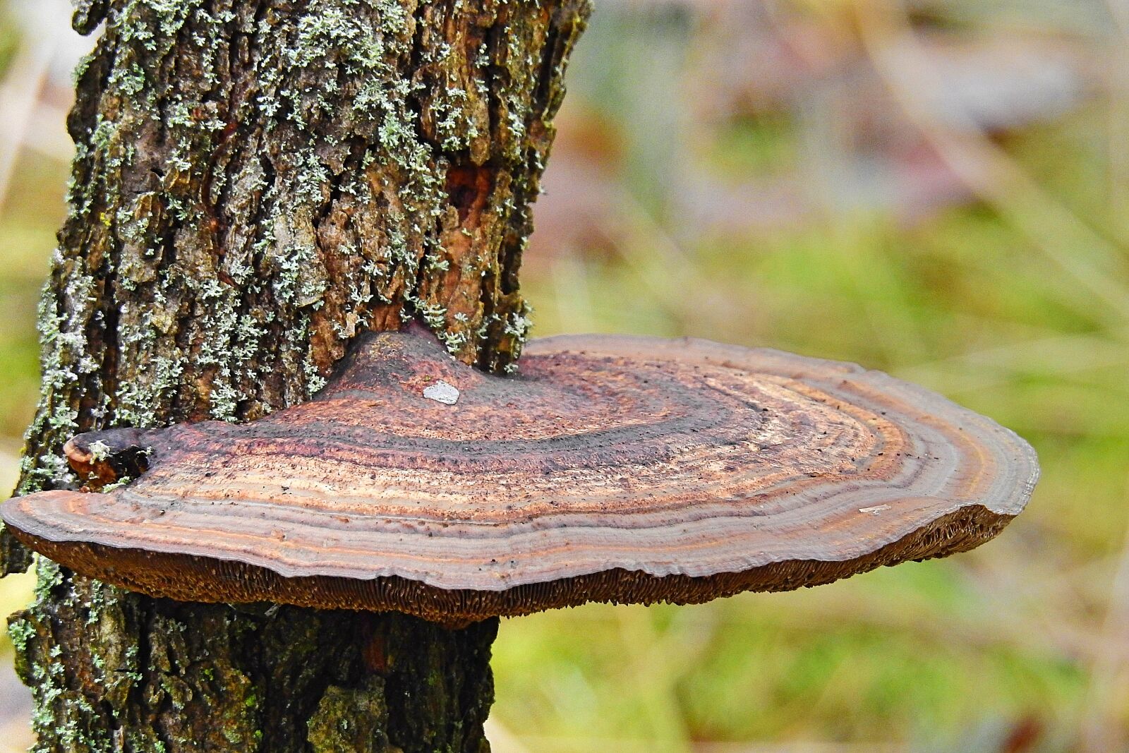 Nikon Coolpix P900 sample photo. Nature, tree, mushroom photography