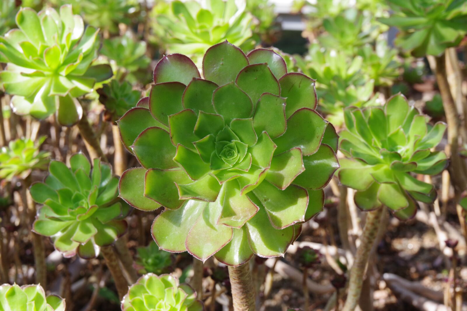Pentax K-70 sample photo. Plant, nature, leaf photography