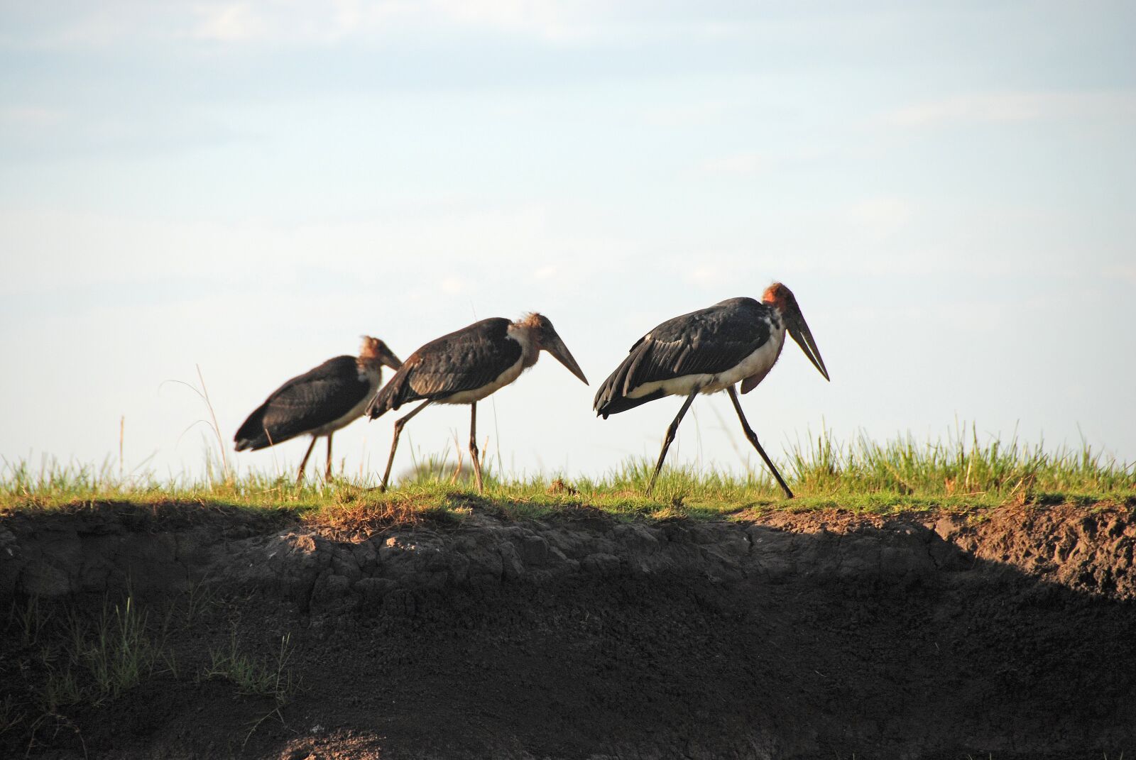 Nikon D80 sample photo. Birds, feathers, animal world photography