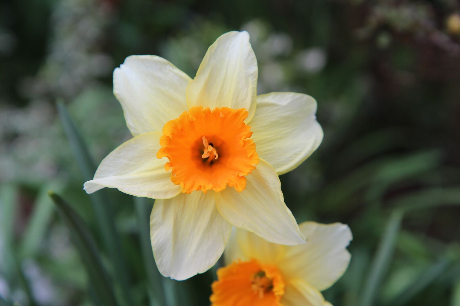 Canon EOS 600D (Rebel EOS T3i / EOS Kiss X5) sample photo. Narcissus, daffodil, flower photography