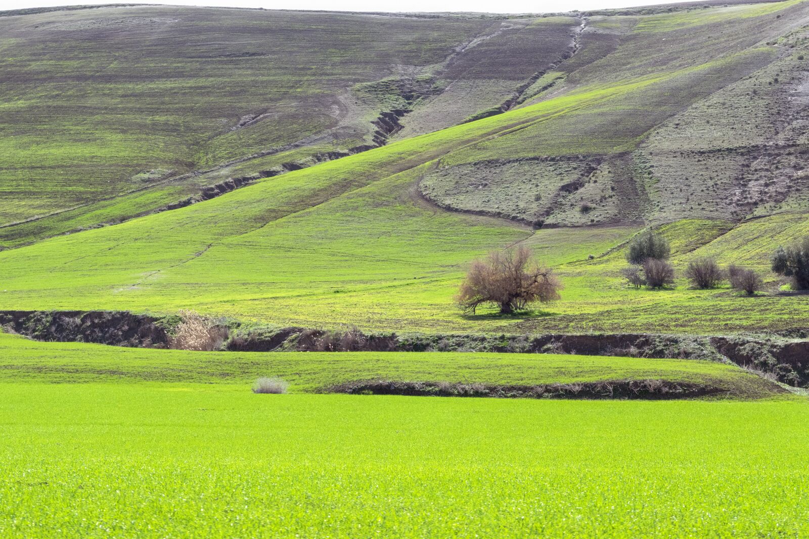 Nikon D3300 sample photo. Green, relizane, algeria photography