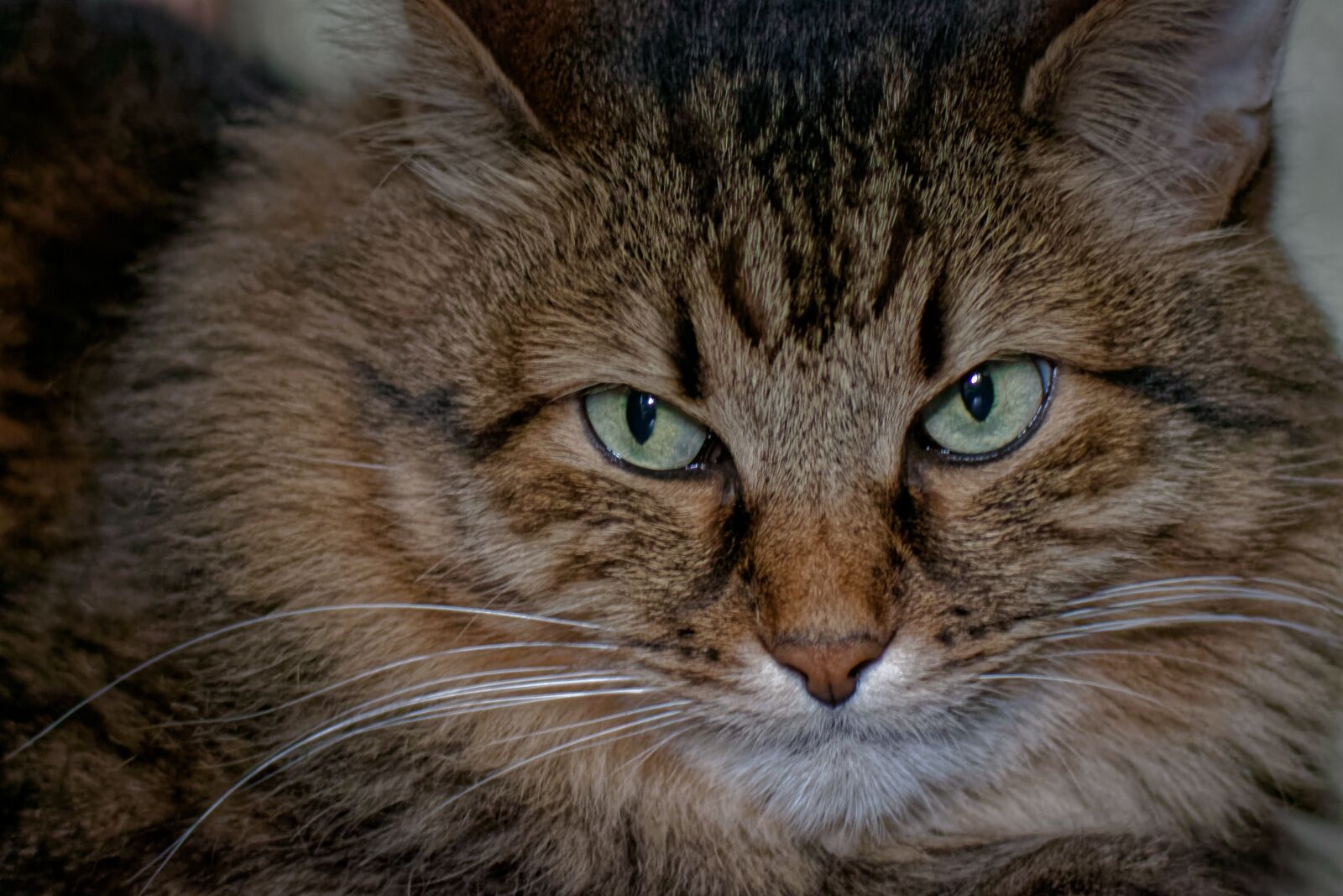 Canon EOS 500D (EOS Rebel T1i / EOS Kiss X3) sample photo. Cat, pet, animal photography