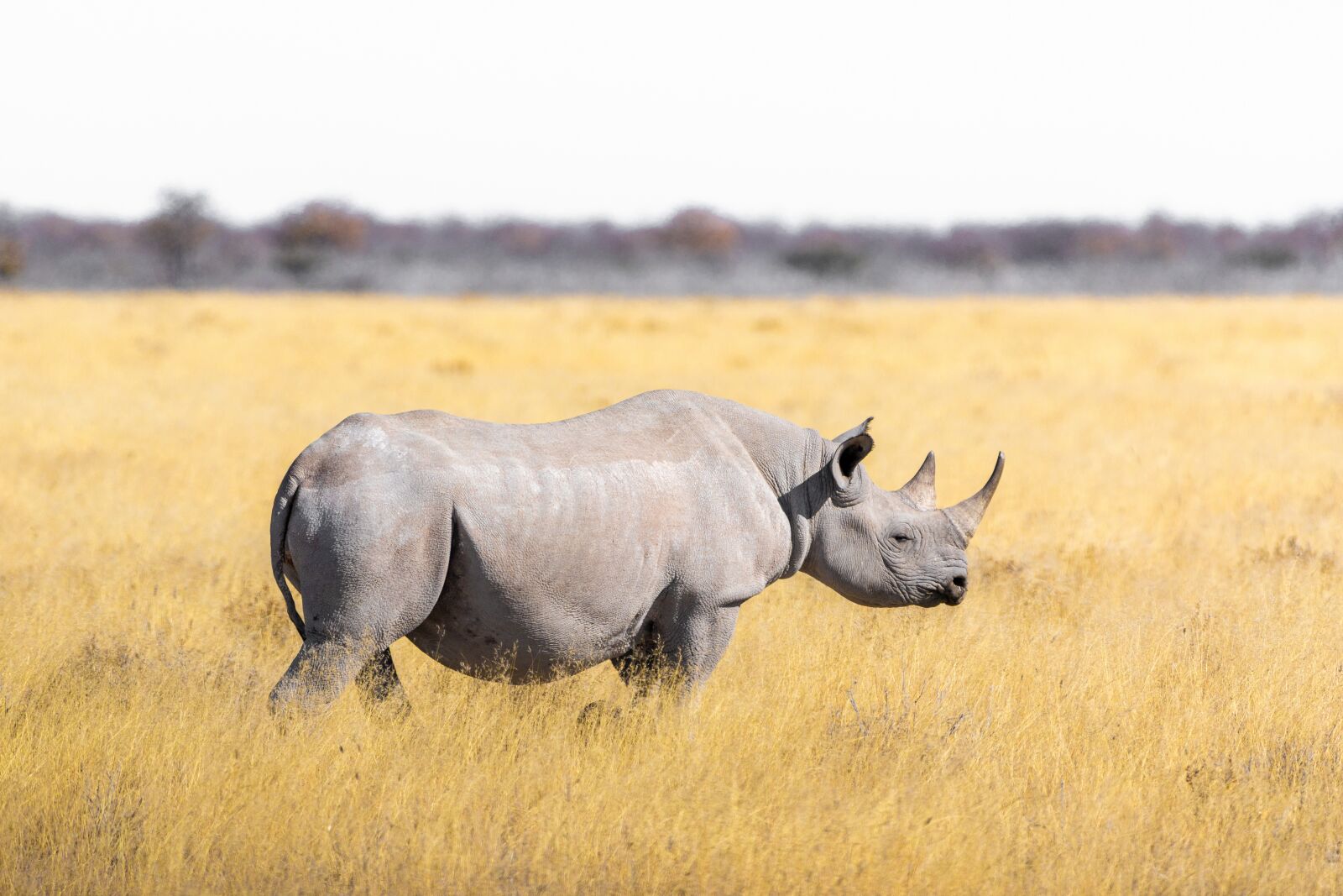 150-600mm F5-6.3 DG OS HSM | Contemporary 015 sample photo. Rhino, steppe, grass photography