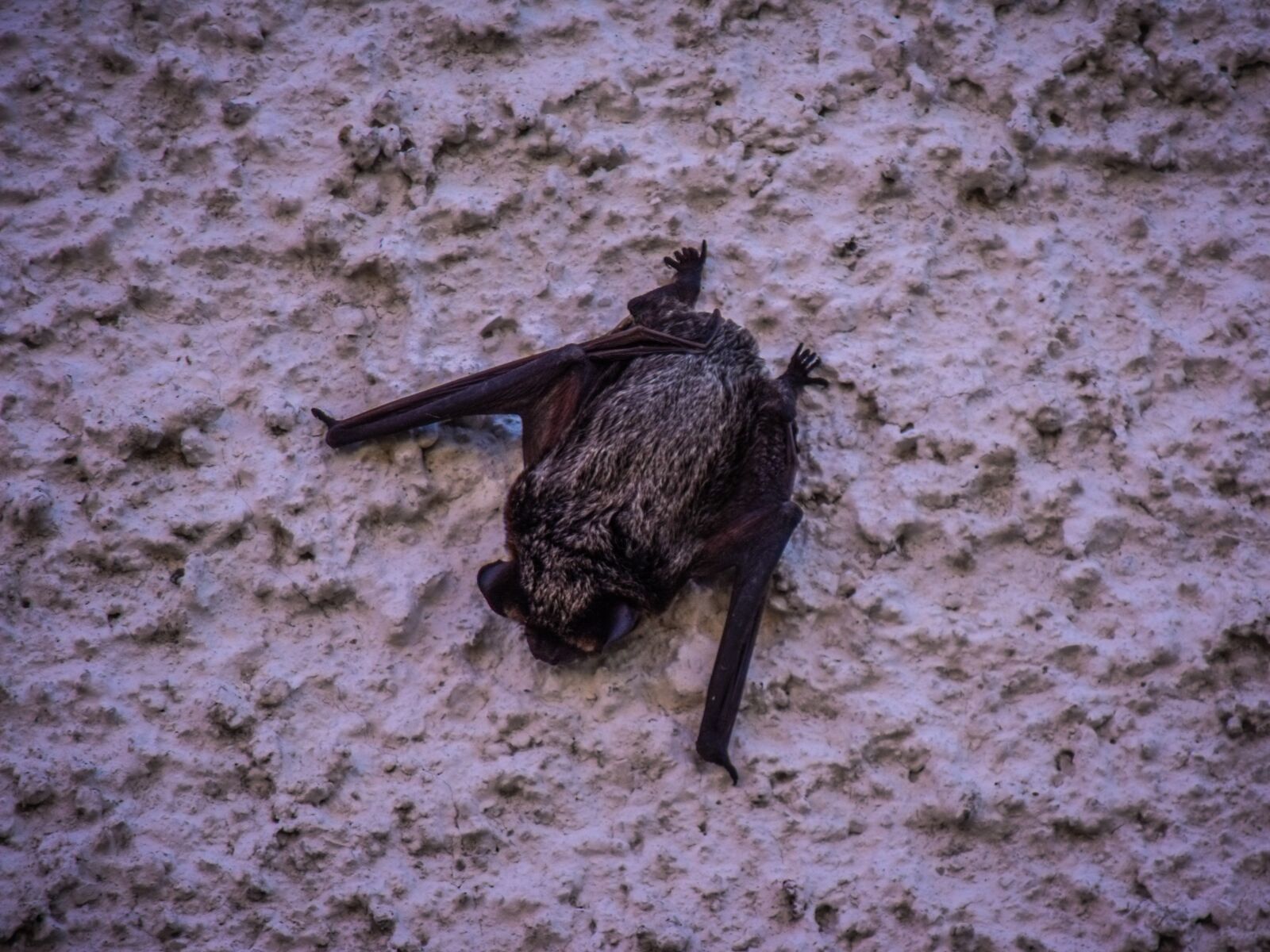 Fujifilm FinePix S1500 sample photo. Bat, rare, fauna photography
