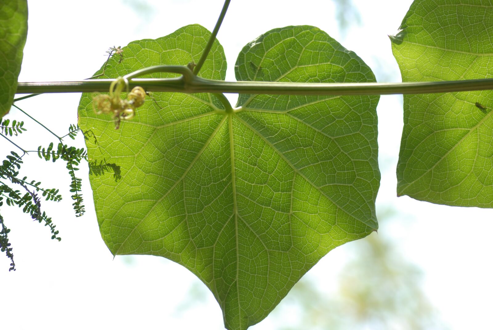 Nikon D200 sample photo. Leaf of chayote, vegetable photography