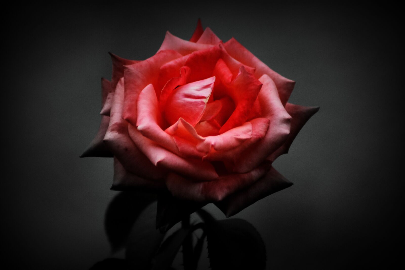 Nikon D3400 sample photo. Rose, petal, romanticism photography