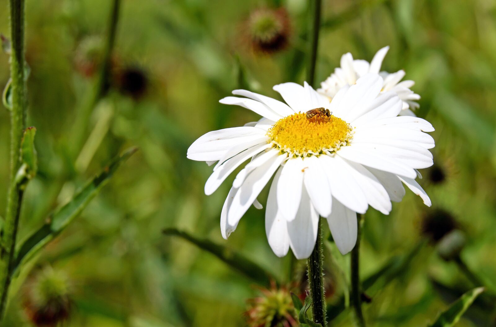 Fujifilm X-T10 + Fujifilm XC 50-230mm F4.5-6.7 OIS sample photo. Margarite, flower, blossom photography