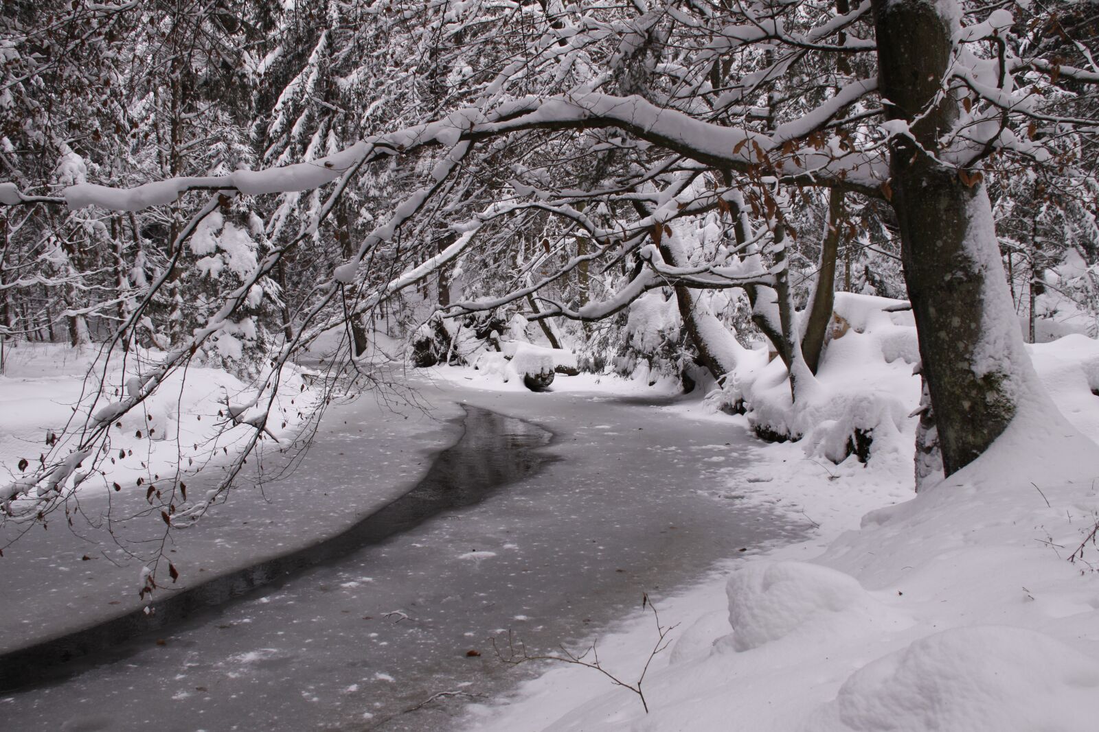 Canon EOS 50D sample photo. Wintry, bavarian forest, bach photography