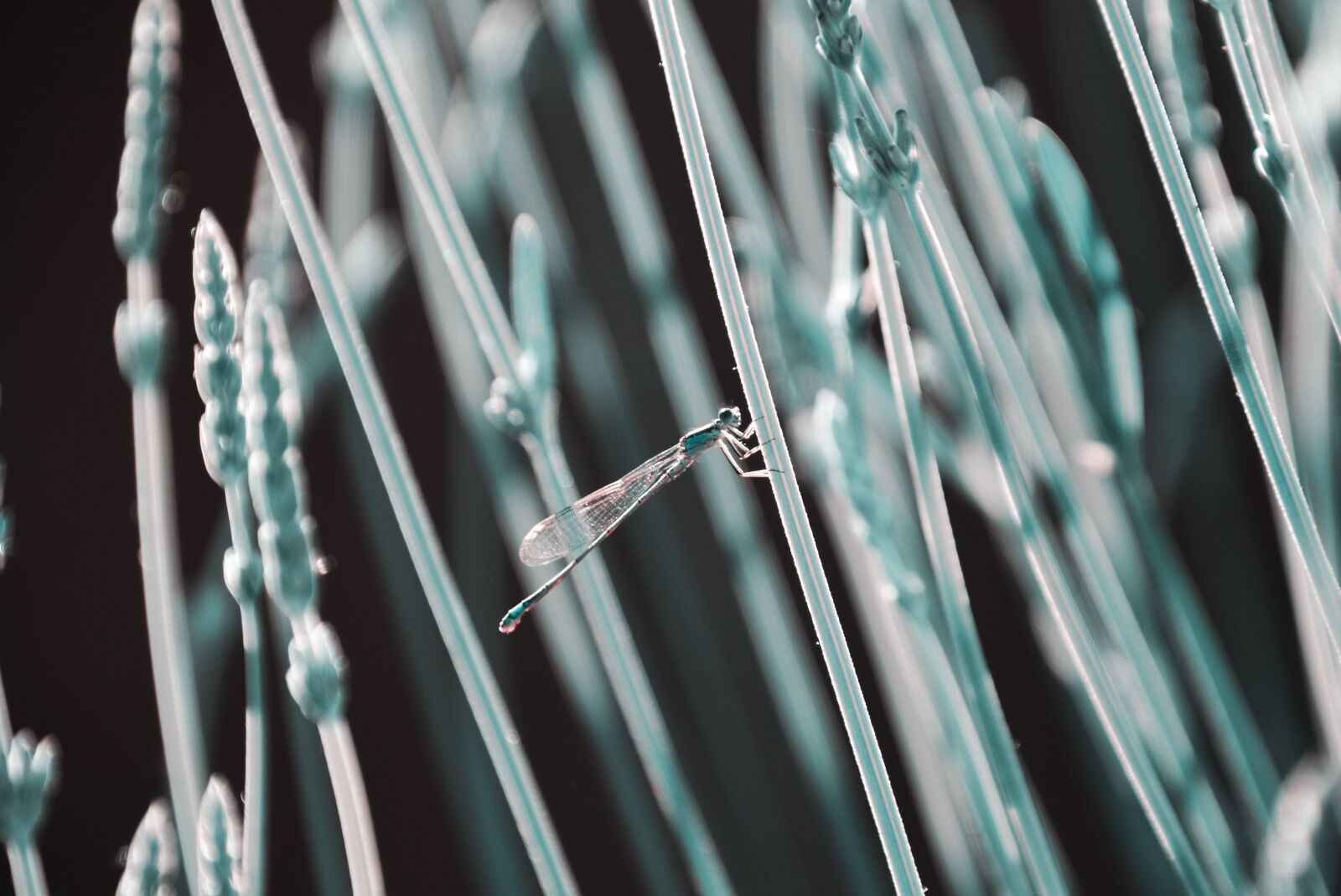 Nikon D7000 sample photo. Grass, hideout, dragonfly photography
