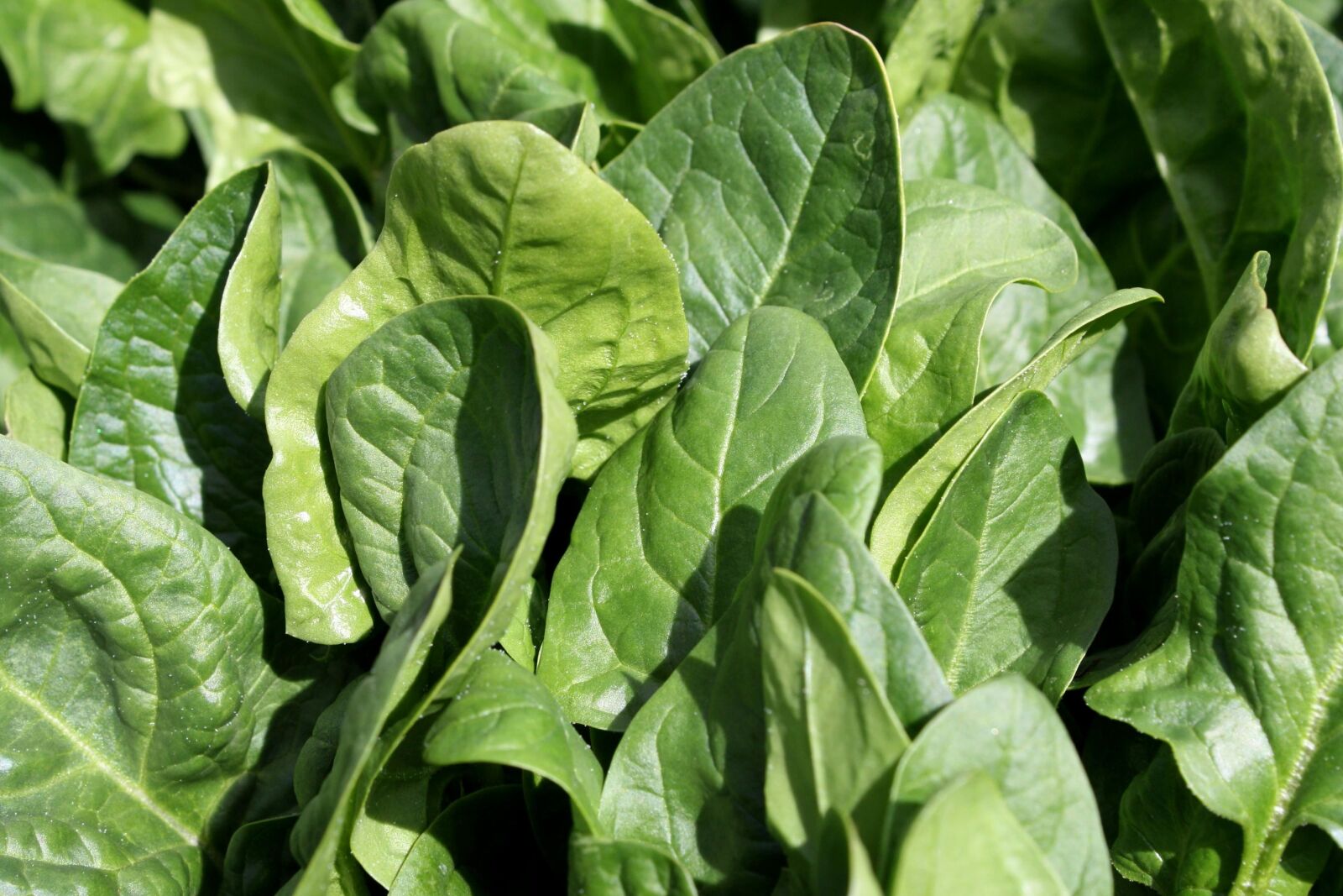 f/3.5-5.6 IS sample photo. Spinach, vegetable, leaves photography