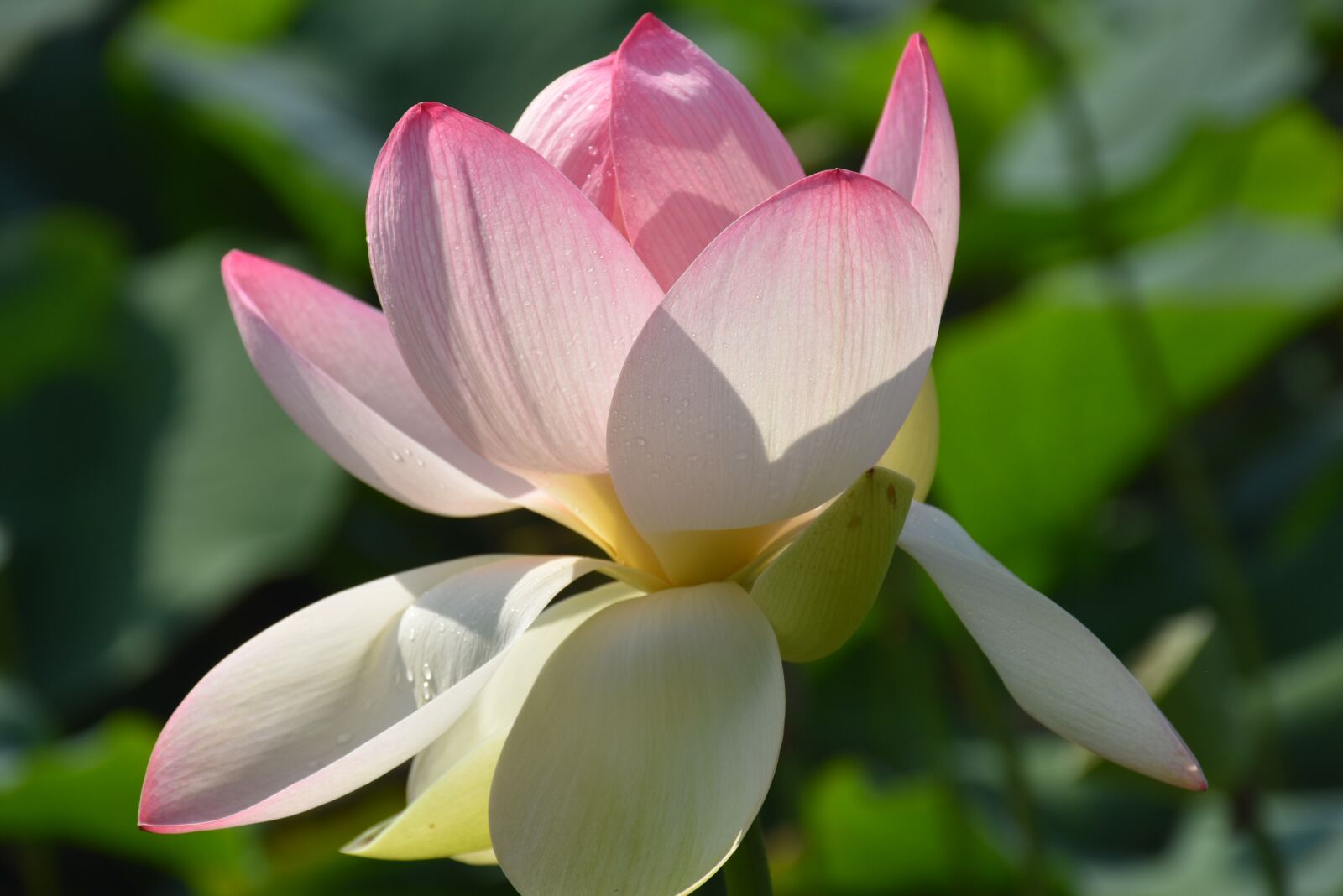 Nikon D7200 sample photo. Flower, lotus, nat photography