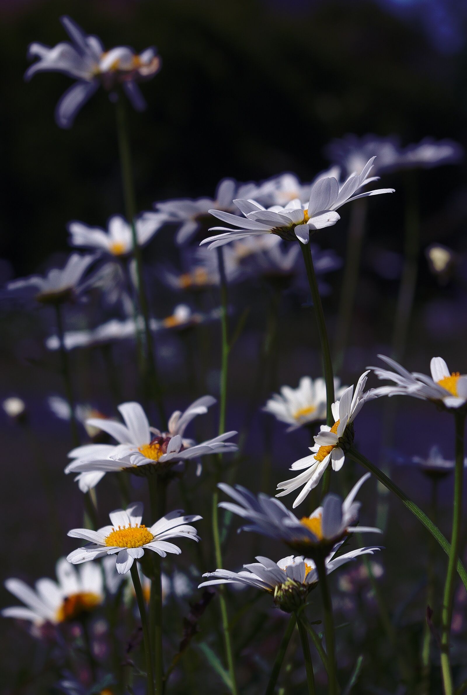 Pentax K-m (K2000) sample photo. Marguerite, flower, plant photography