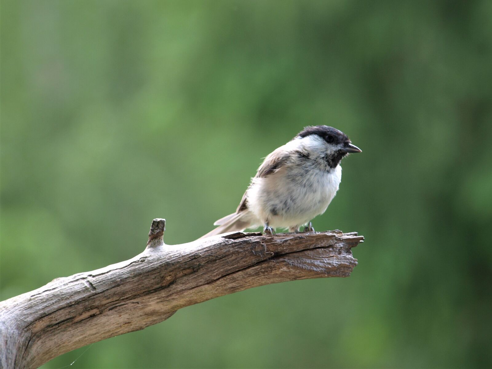Olympus E-420 (EVOLT E-420) sample photo. Marsh tit, bird, tit photography