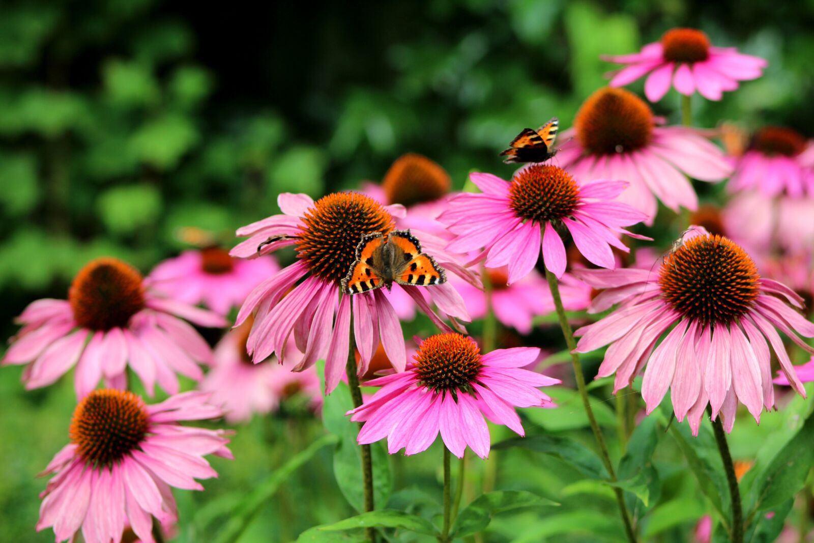 Canon EOS 600D (Rebel EOS T3i / EOS Kiss X5) sample photo. Echinacea purperea, sun hat photography