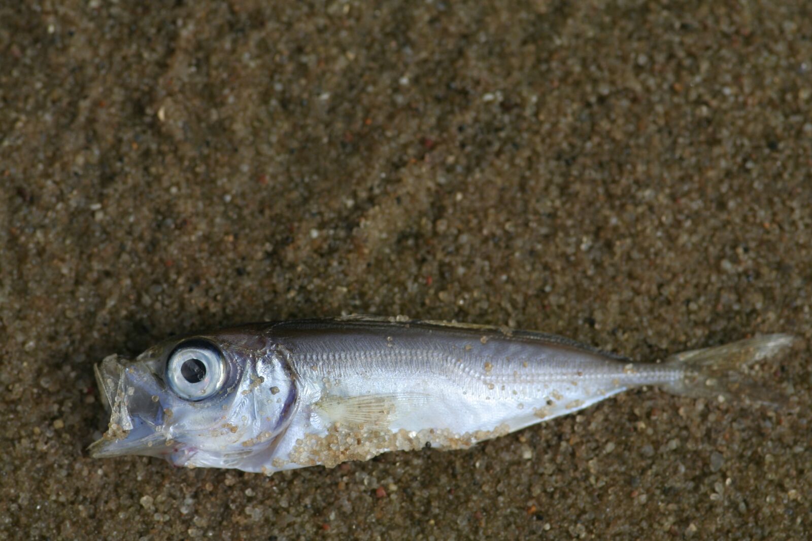 Canon EOS 350D (EOS Digital Rebel XT / EOS Kiss Digital N) sample photo. Fish, ocean floor, death photography