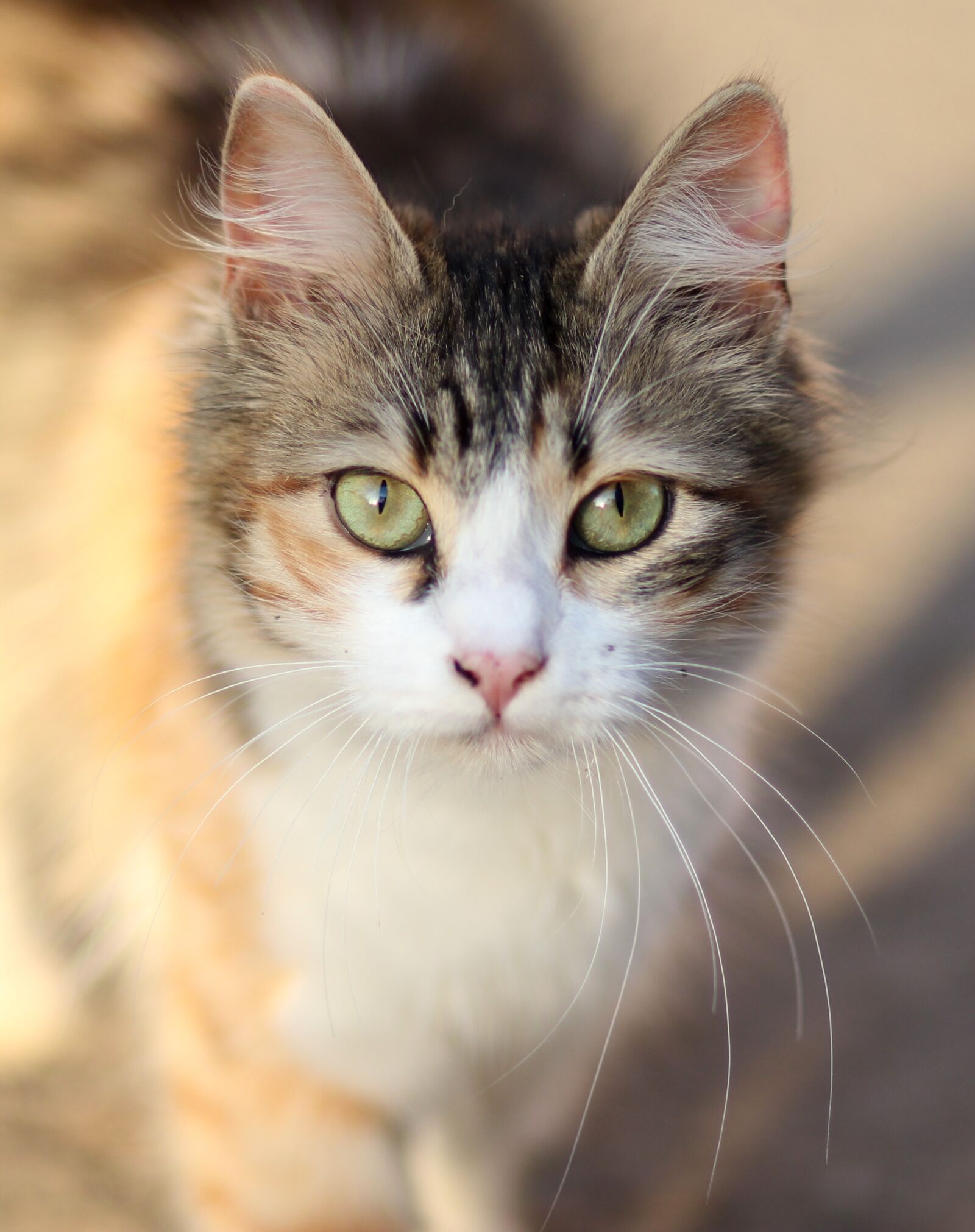 Canon EF 85mm F1.8 USM sample photo. Cat, coloring, pet photography
