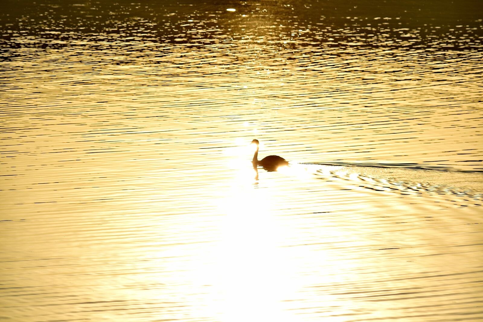 Nikon D5500 sample photo. Calm, golden glow, shadow photography