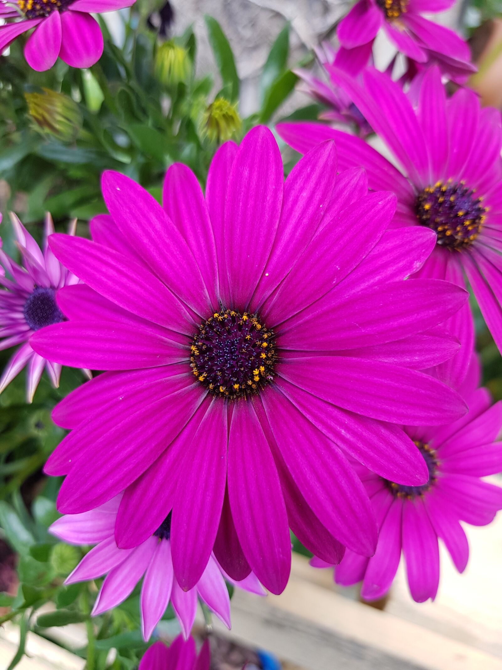 Samsung Galaxy S8 sample photo. Flower, petals, margaret photography