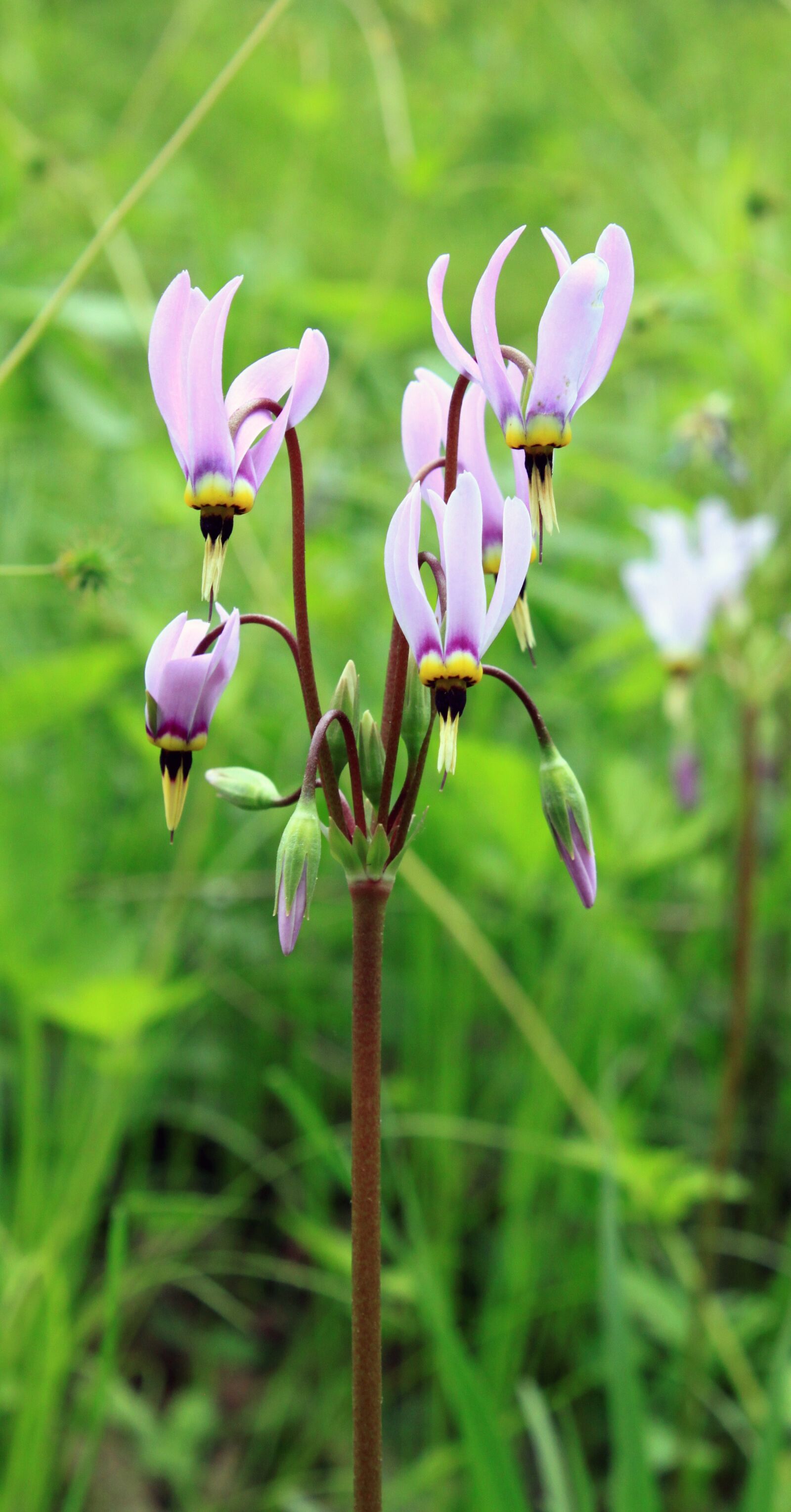 Canon EOS 500D (EOS Rebel T1i / EOS Kiss X3) sample photo. Wildflower, illinois, spring photography