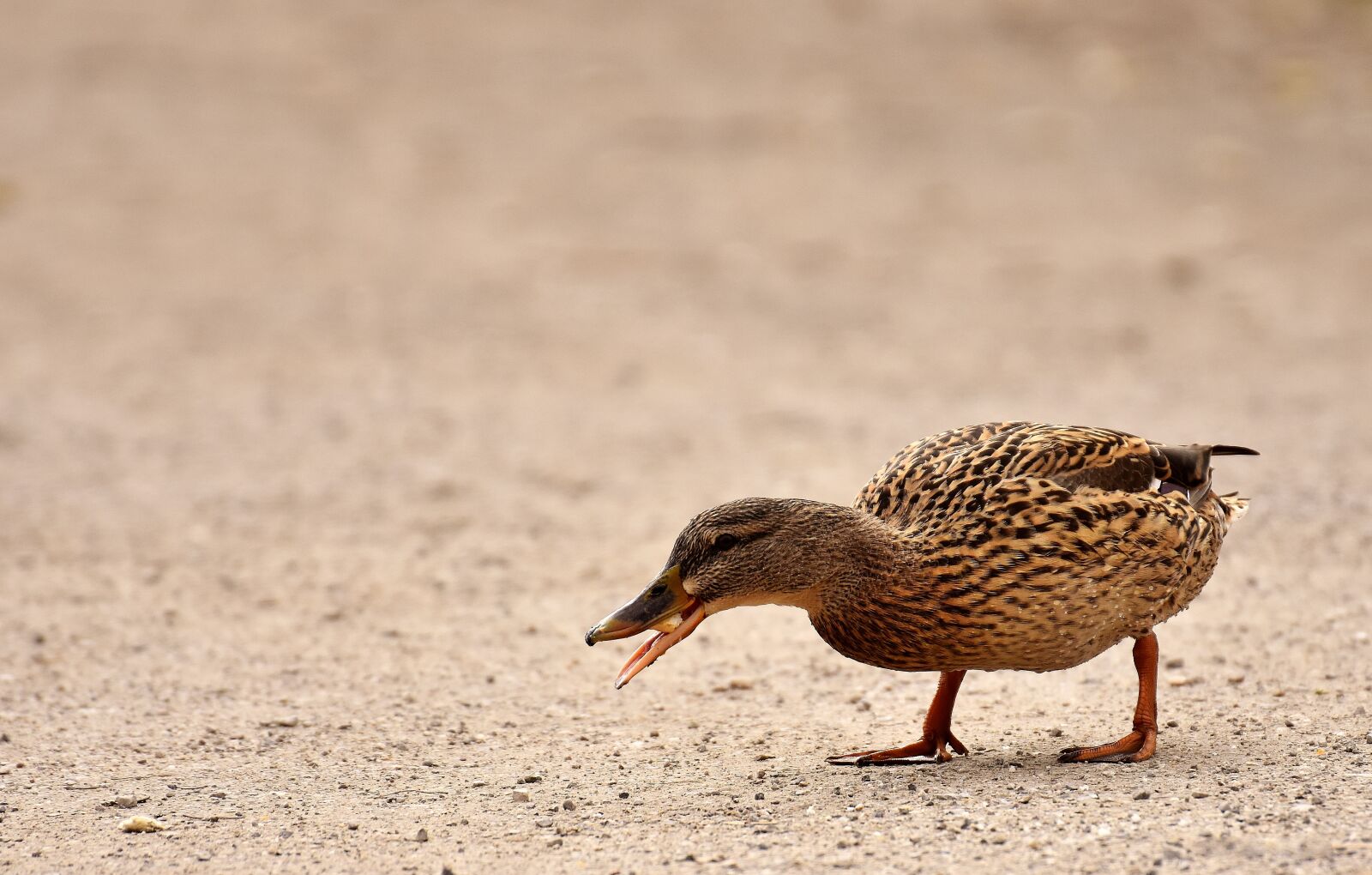 Nikon D7200 sample photo. Duck, mallard, colorful photography