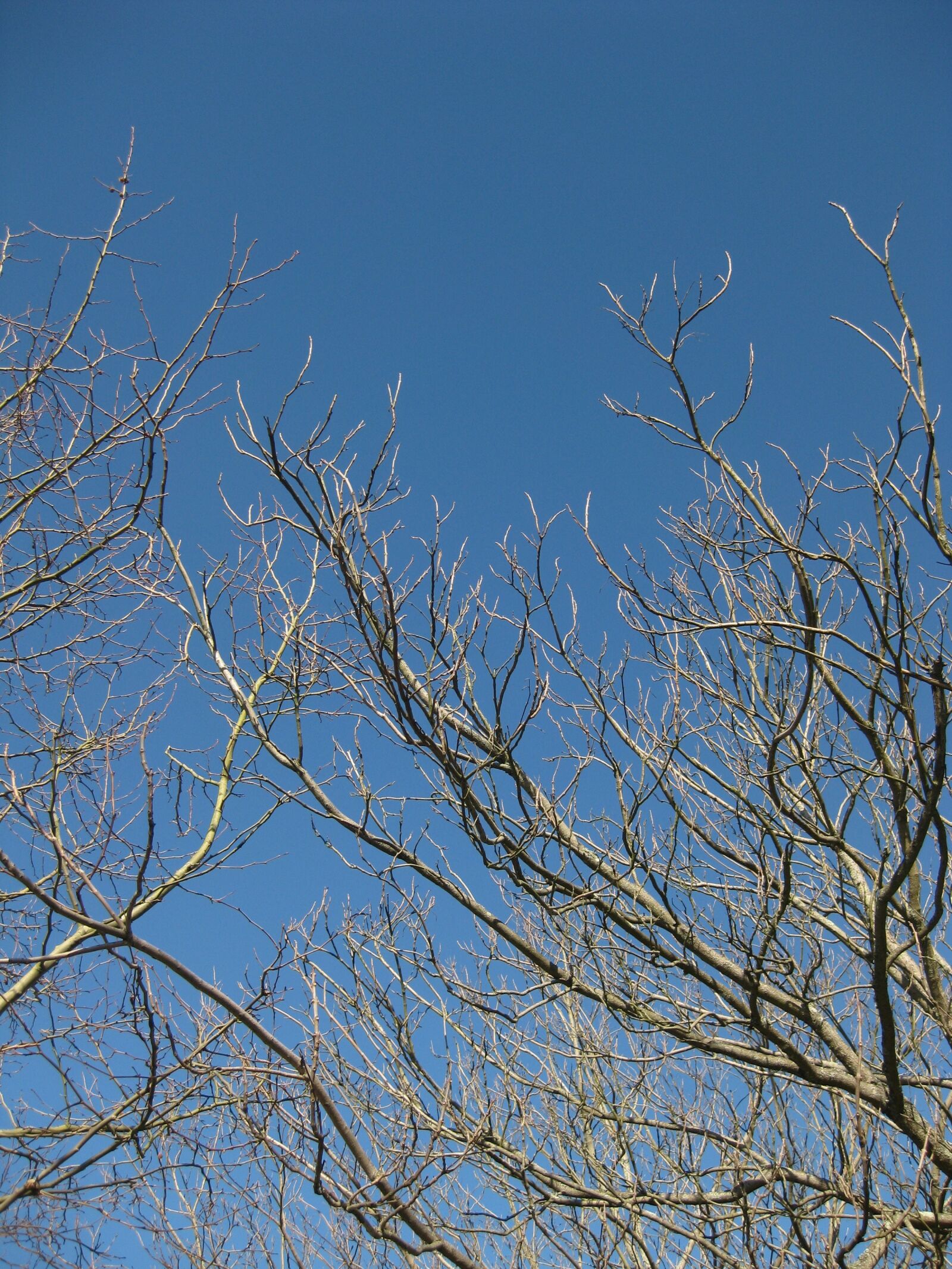 Canon PowerShot SD1100 IS (Digital IXUS 80 IS / IXY Digital 20 IS) sample photo. Tree, nature, branches photography