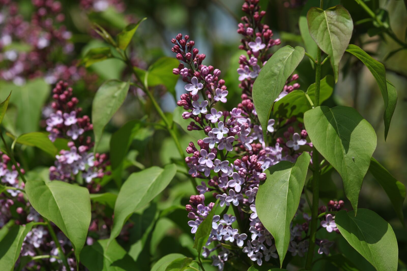 Canon EOS 5D Mark II sample photo. Lilac, may, spring photography