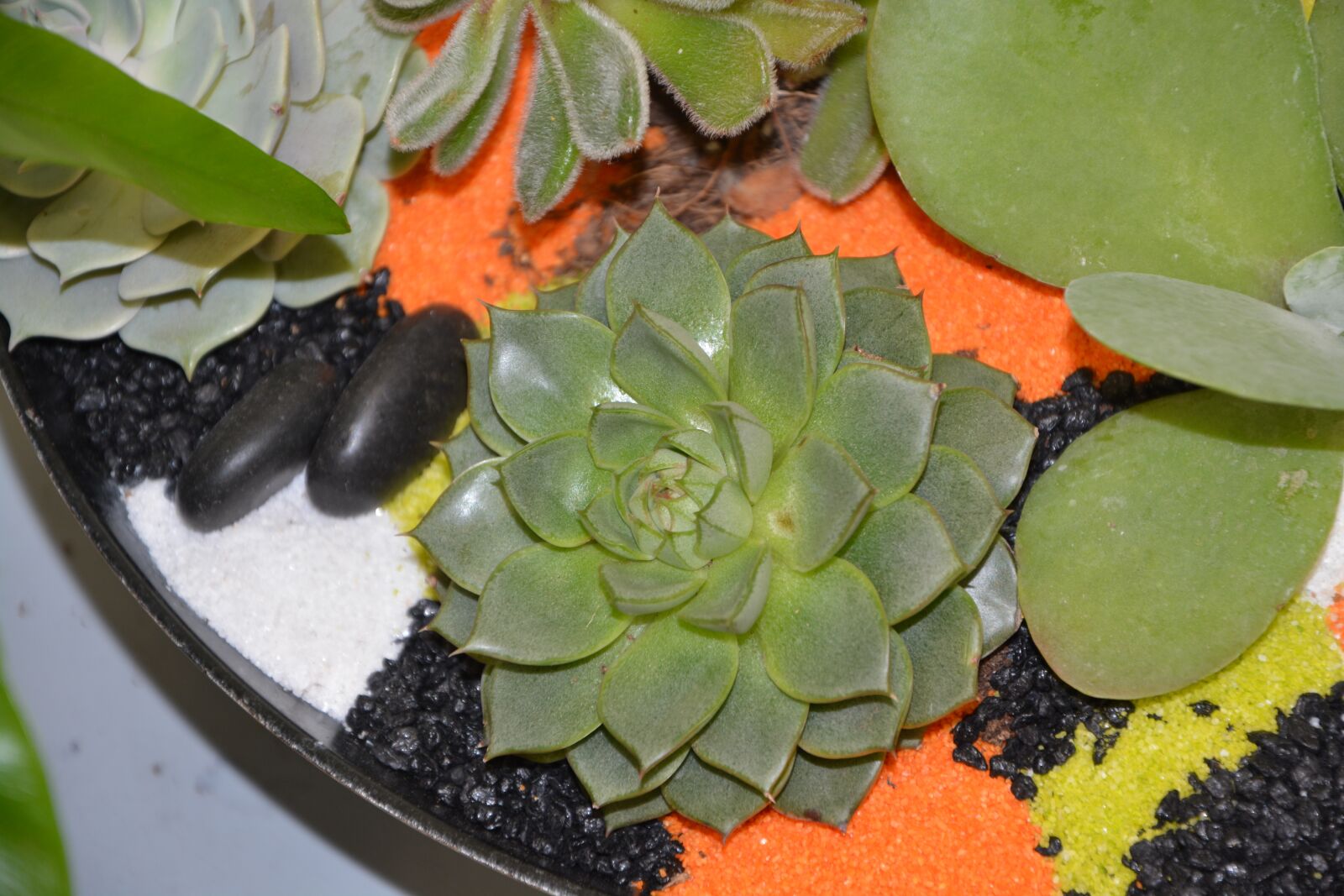 Nikon D5200 sample photo. Plant, floral composition, cactus photography