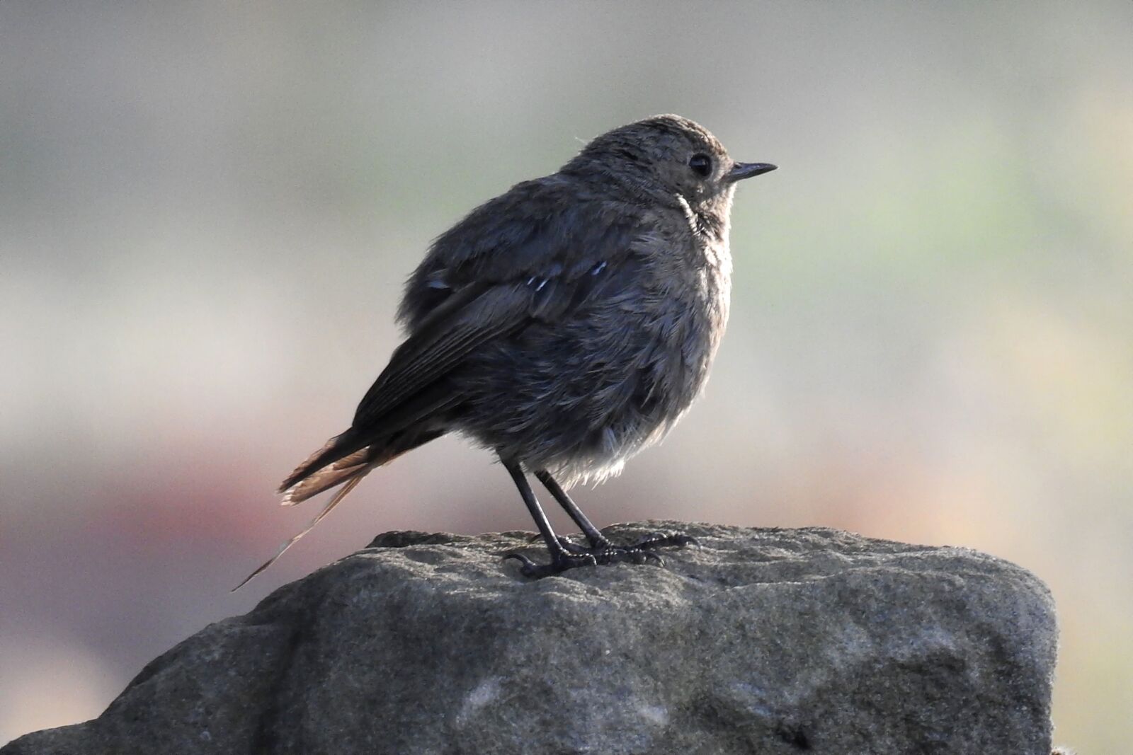 Nikon Coolpix P900 sample photo. Rotschwaenzchen, bird, songbird photography