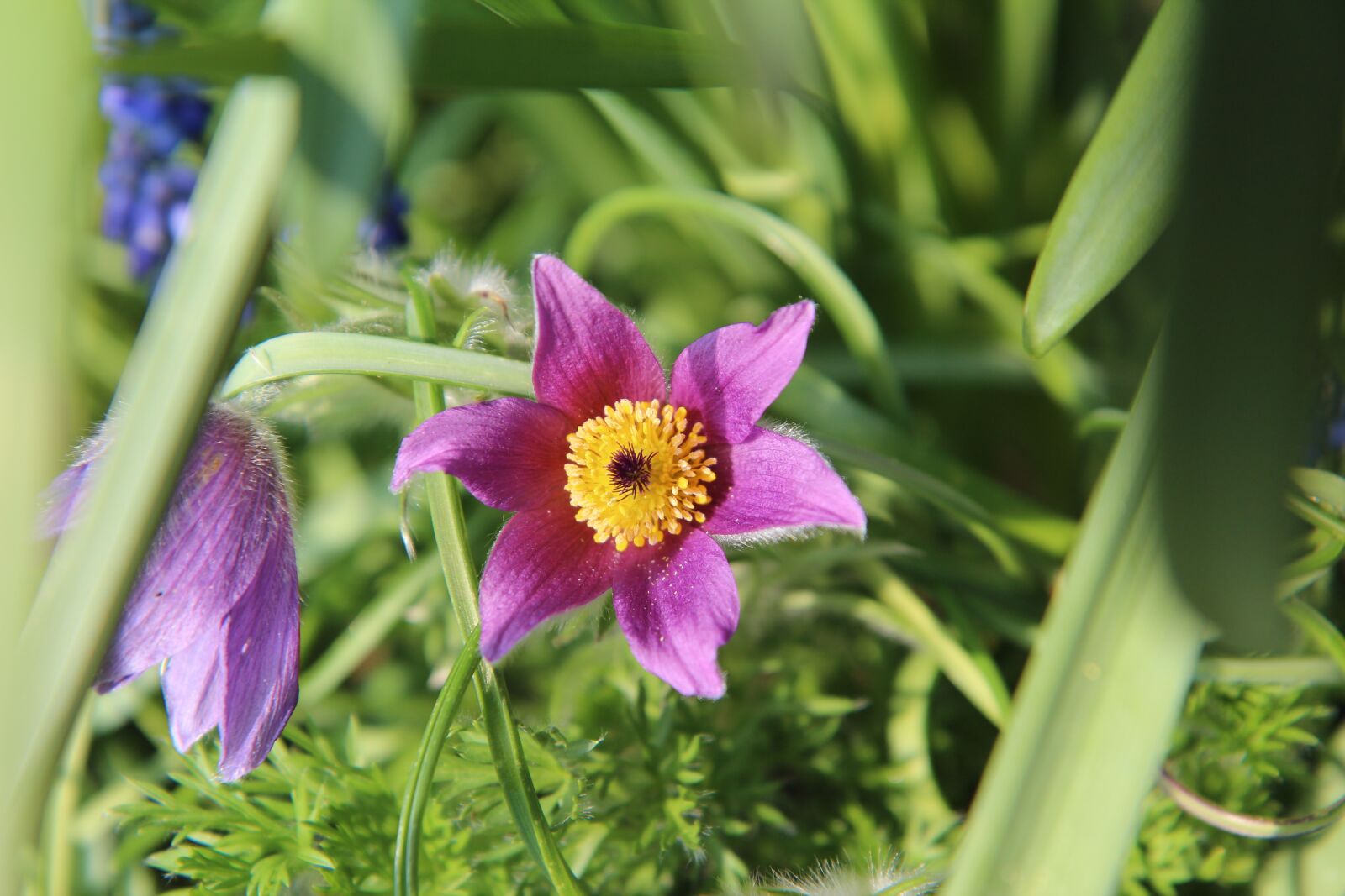 Canon EOS 600D (Rebel EOS T3i / EOS Kiss X5) sample photo. Flowering, spring, flowers photography