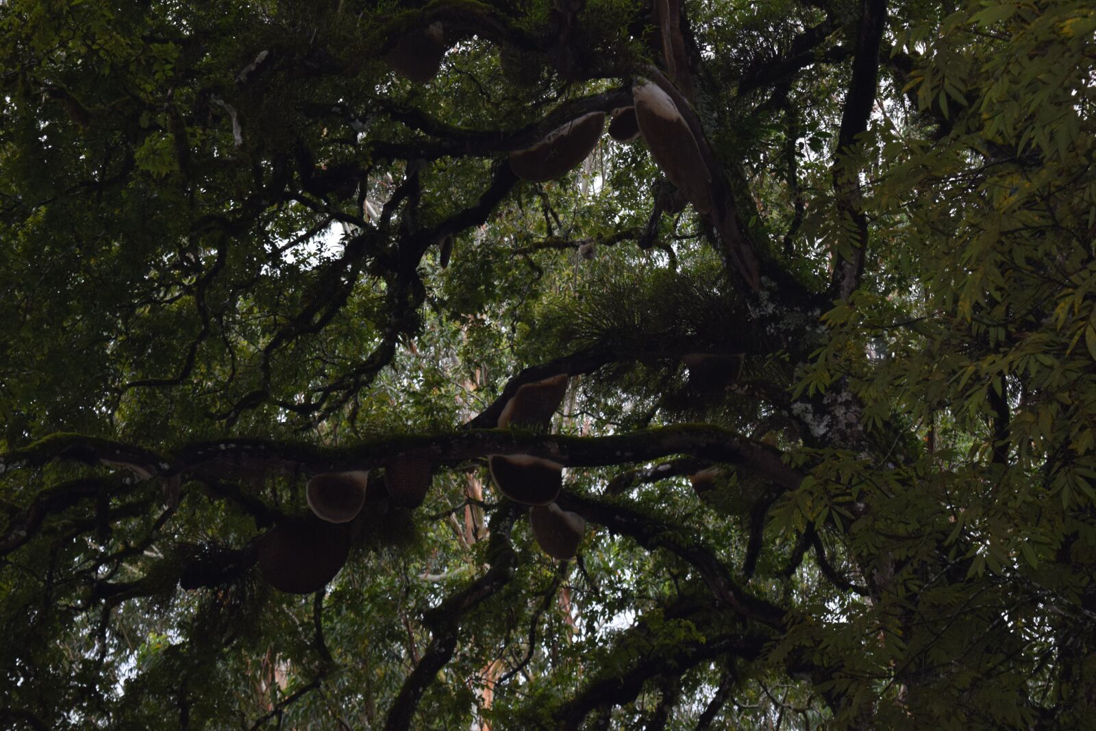 Nikon D3300 sample photo. Nature, trees, beehives photography