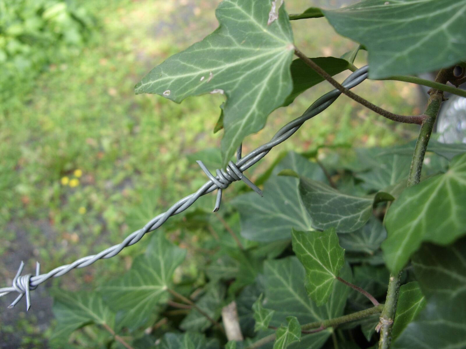 Samsung S1060 sample photo. Barbed wire, just had photography