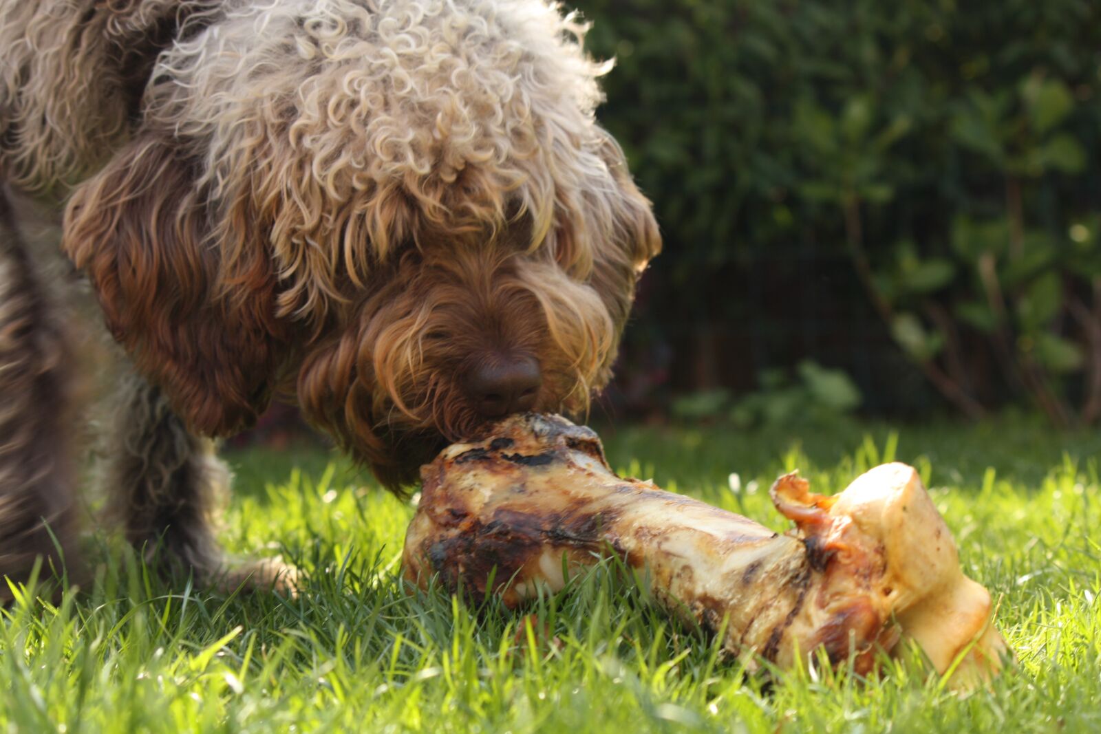 Canon EOS 450D (EOS Rebel XSi / EOS Kiss X2) sample photo. Dog, food, bot photography