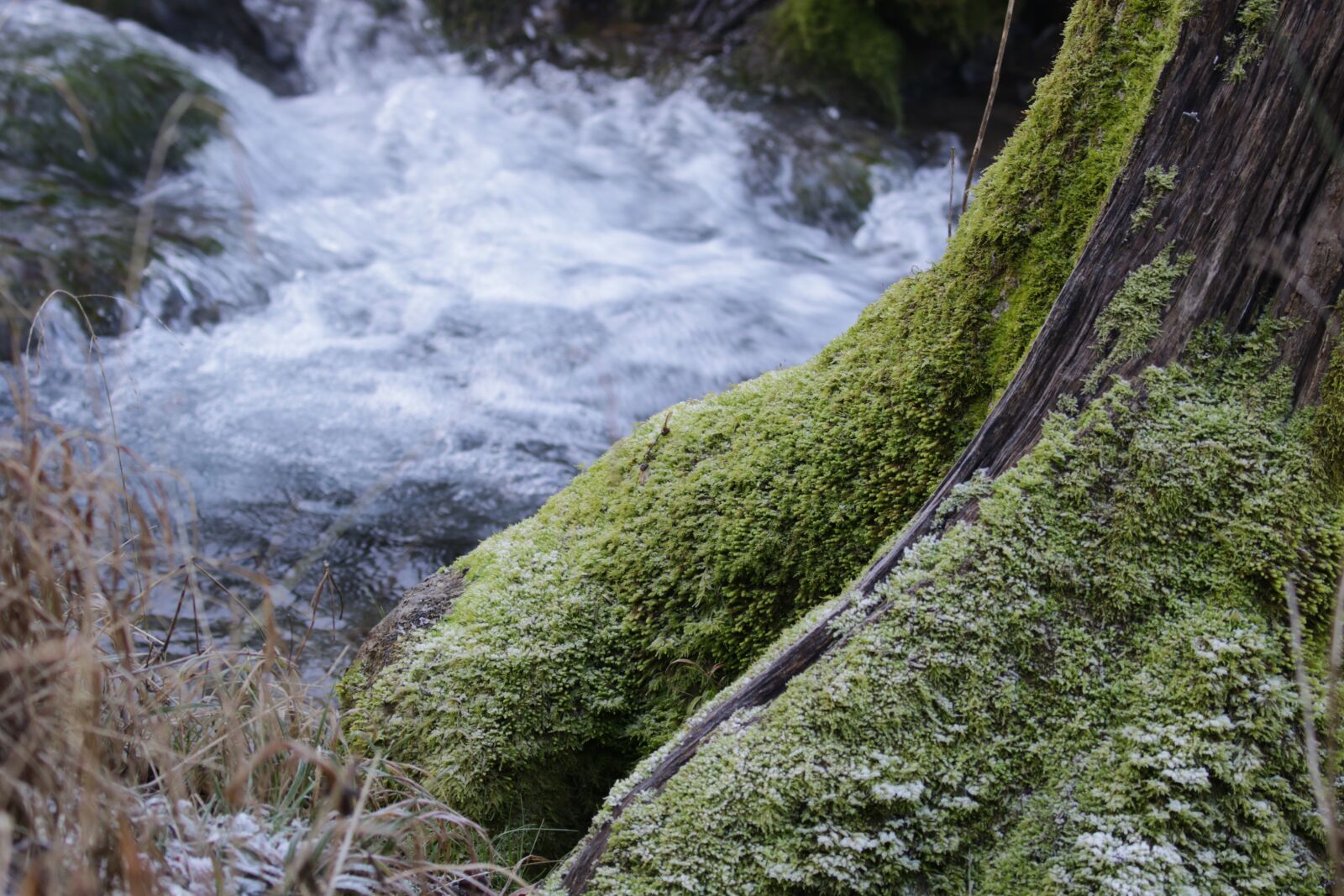 Canon EOS 7D Mark II sample photo. River, water, fog photography