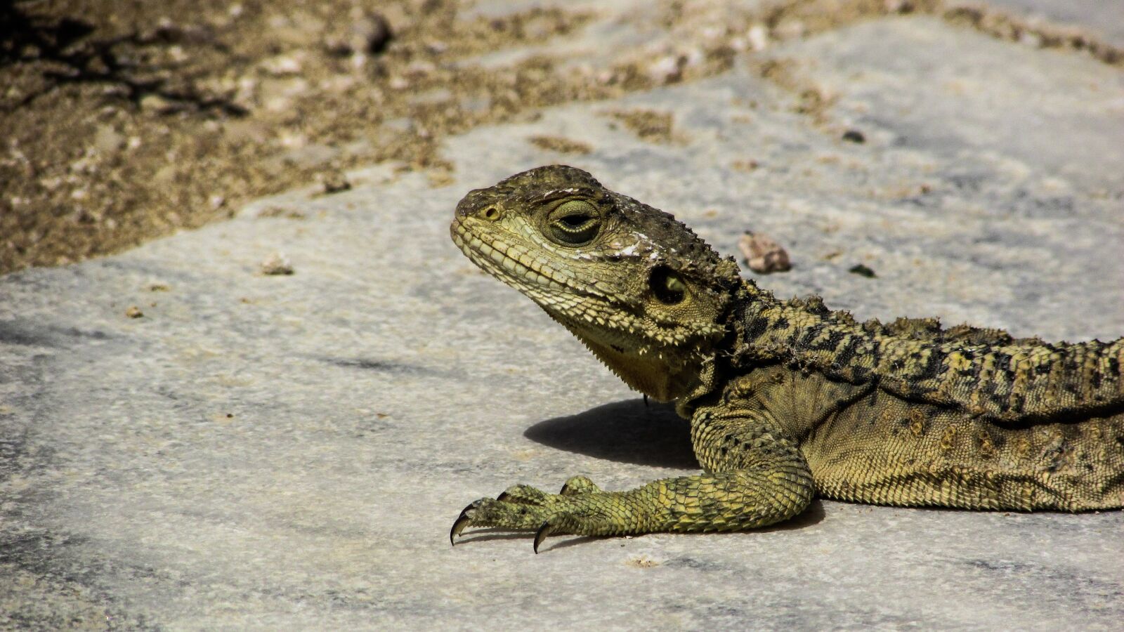Canon PowerShot SX400 IS sample photo. Cyprus, lizard, kurkutas photography