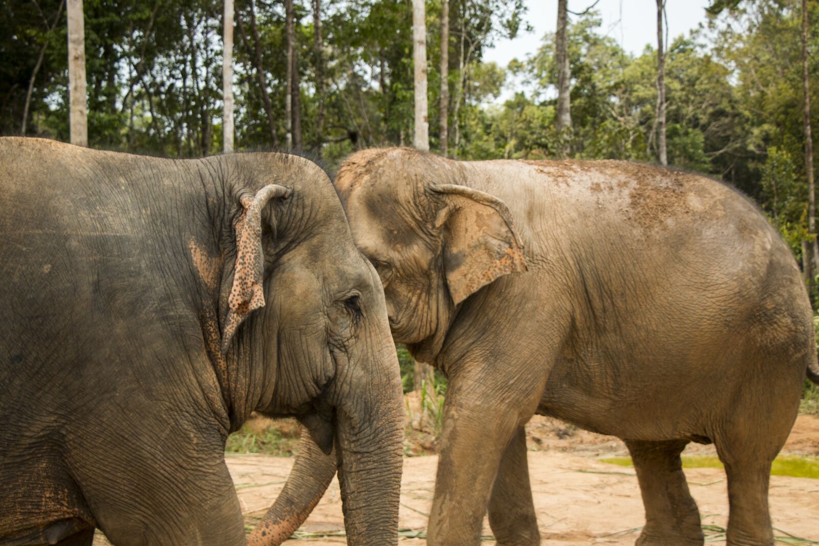 Canon EOS 70D sample photo. Elephant, safari, nature photography