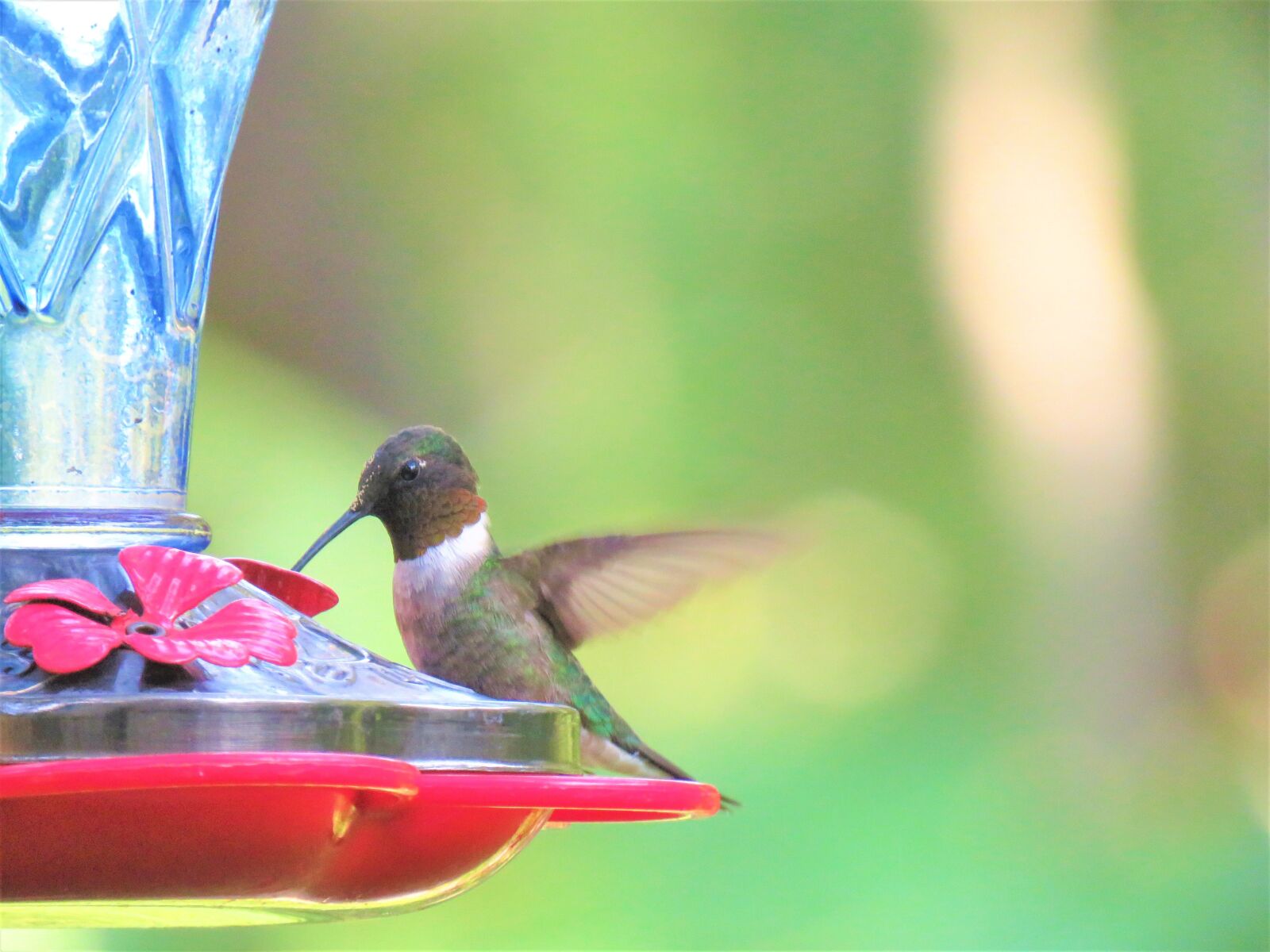 Canon PowerShot SX60 HS sample photo. Bird, hummingbird, colorful photography